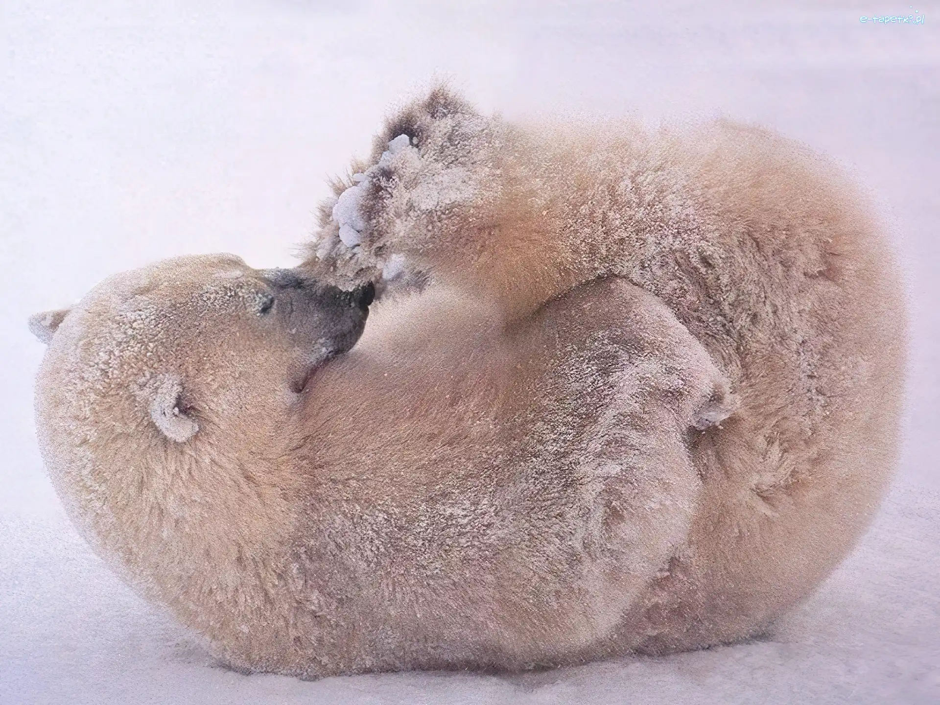 Śnieg, Polarny, Niedźwiadek