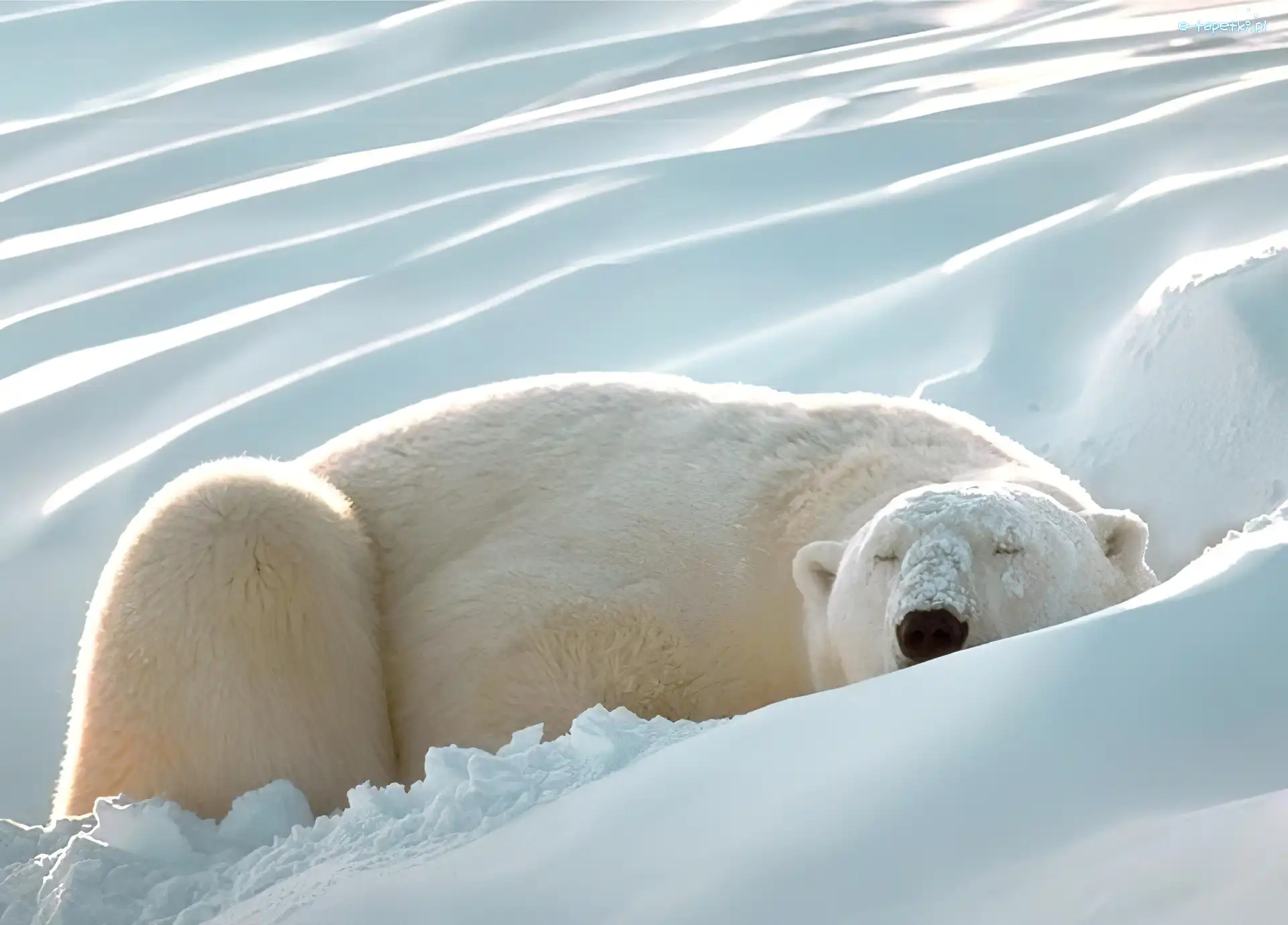 Polarny, Śnieżna, Pokrywa, Niedźwiedź