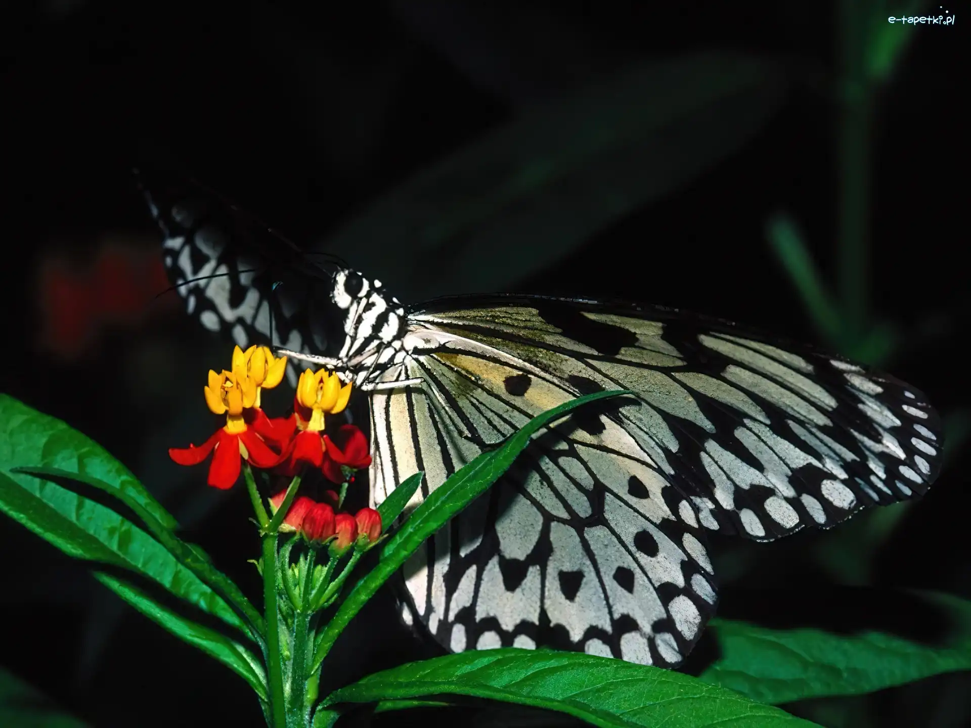 Motyl, Biały, Czarno