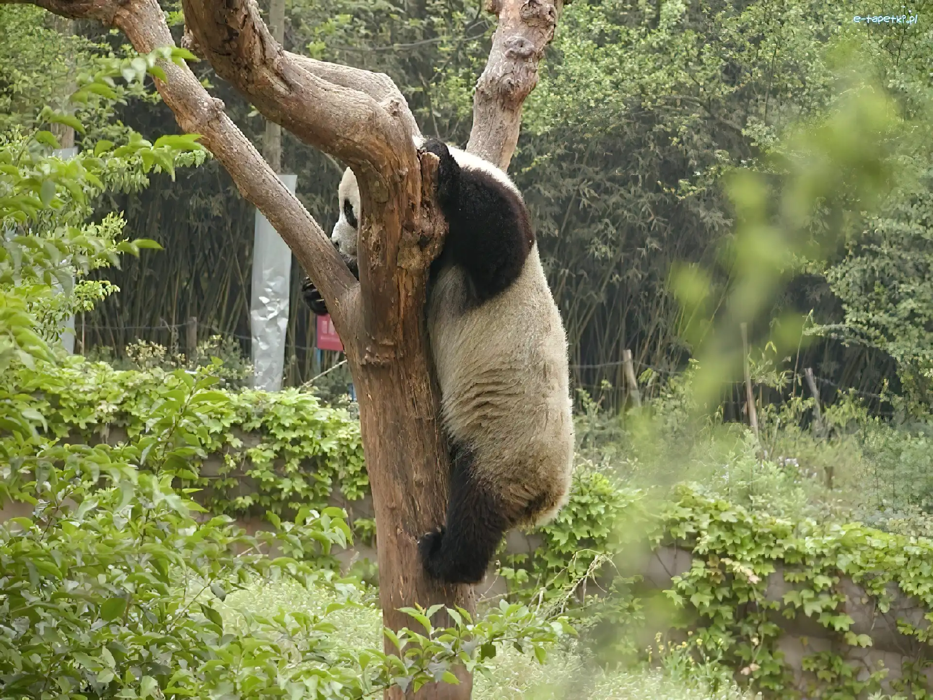 Panda, Wspinaczka, Drzewo, Miś