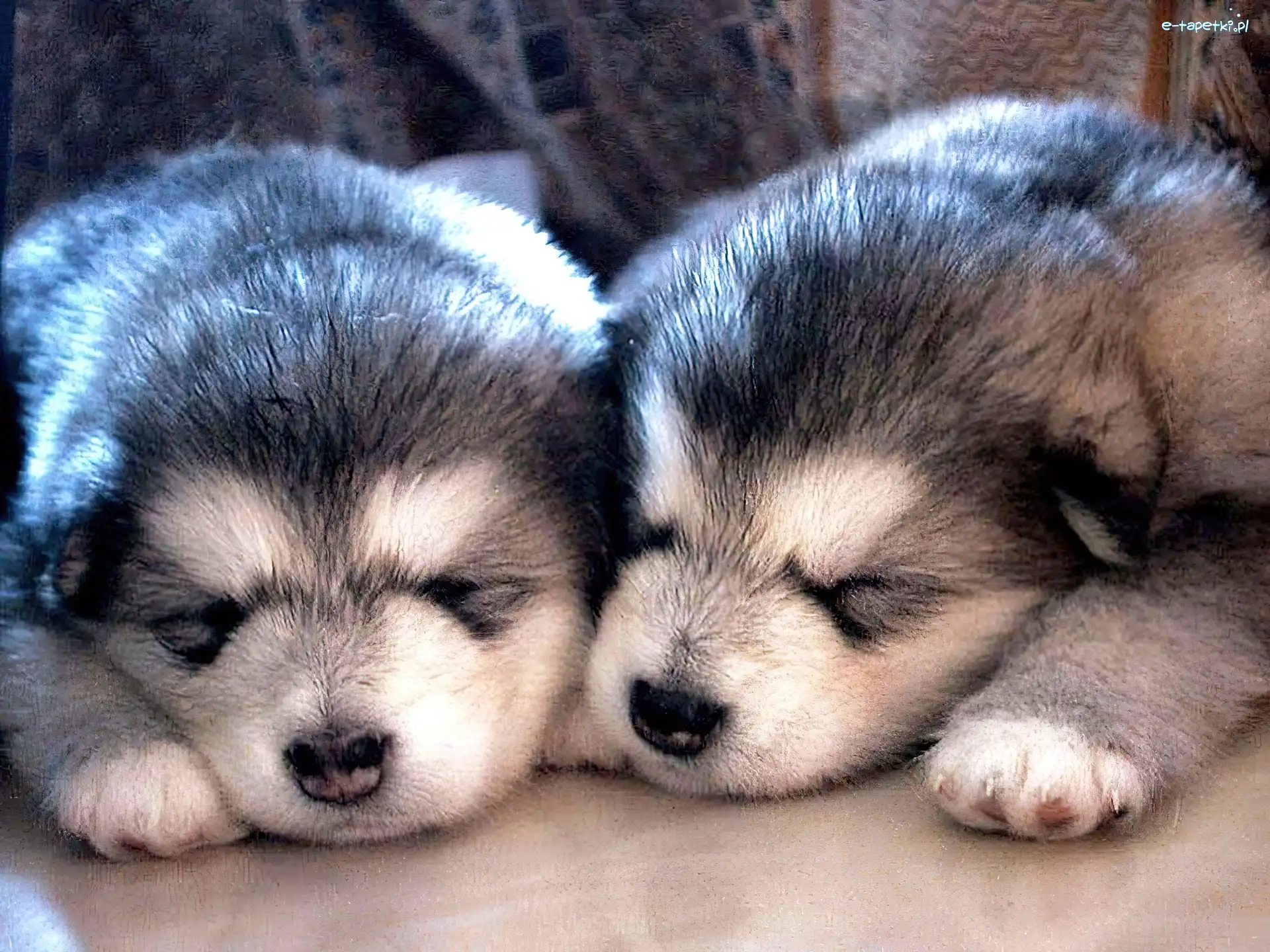 Siberian Husky, Szczeniaczki