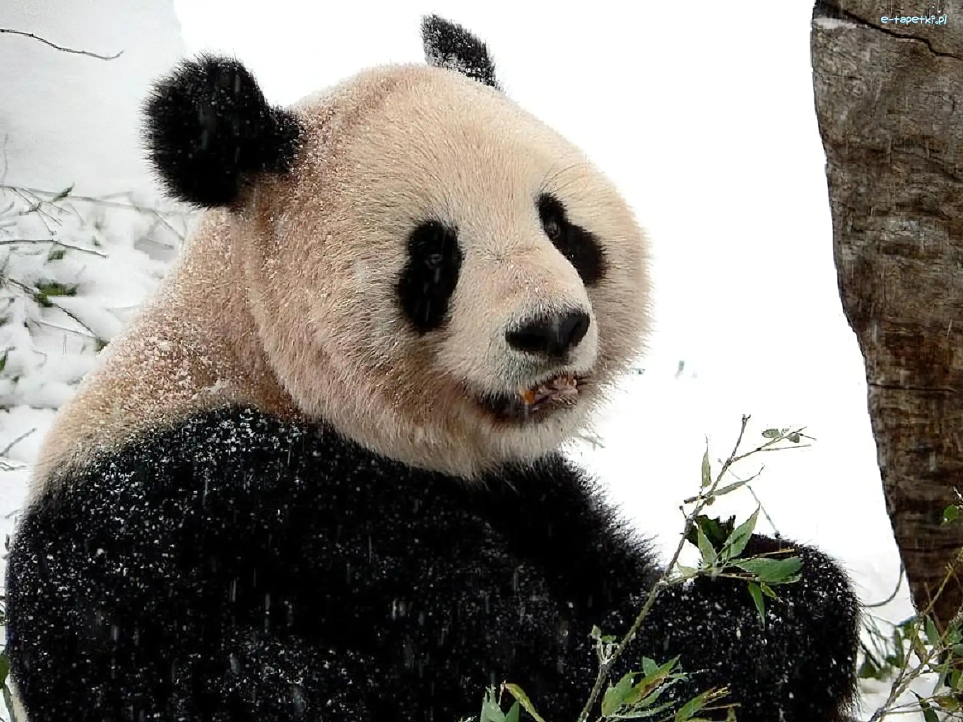 Panda, Biała, Czarno