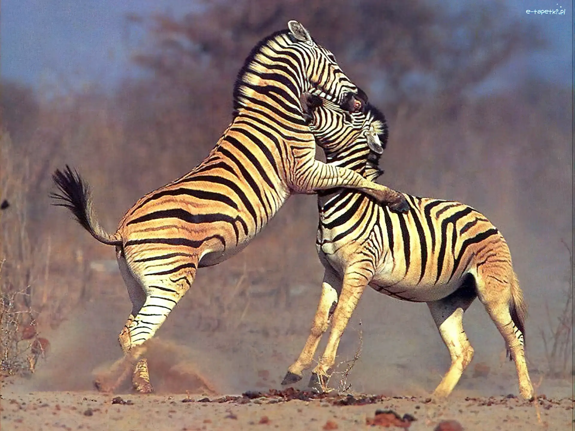 Walka, Zebry