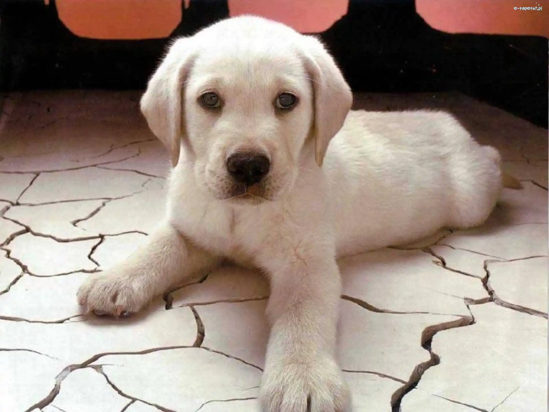 Labrador Retriever, Piesek, Biały
