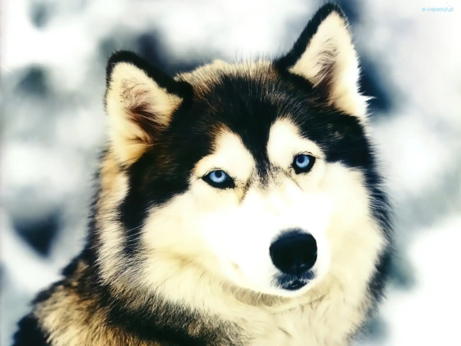 Oczy, Niebieskie, Alaskan Malamute