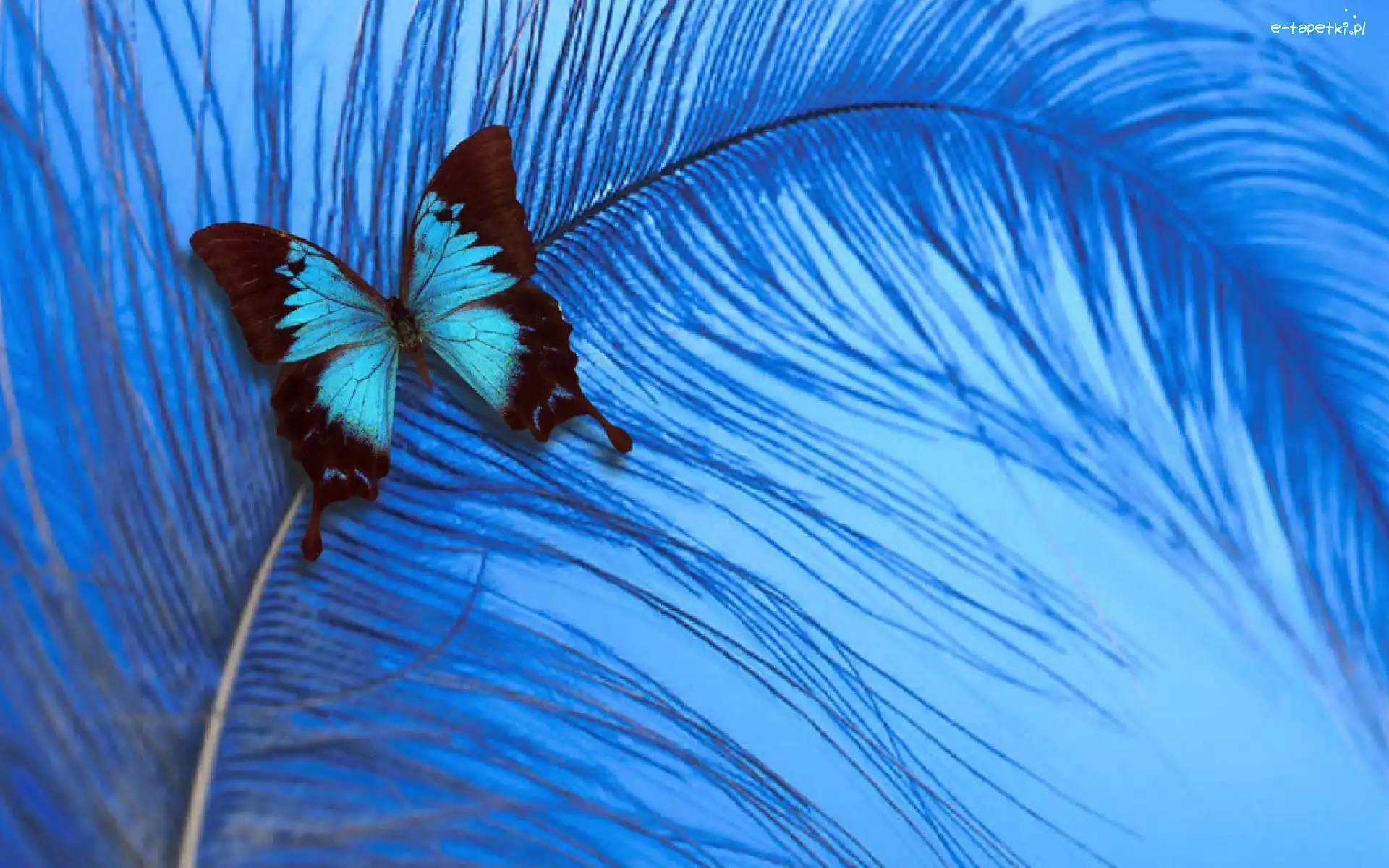 Motyl, Pióro, Niebieskie, Kolorowy