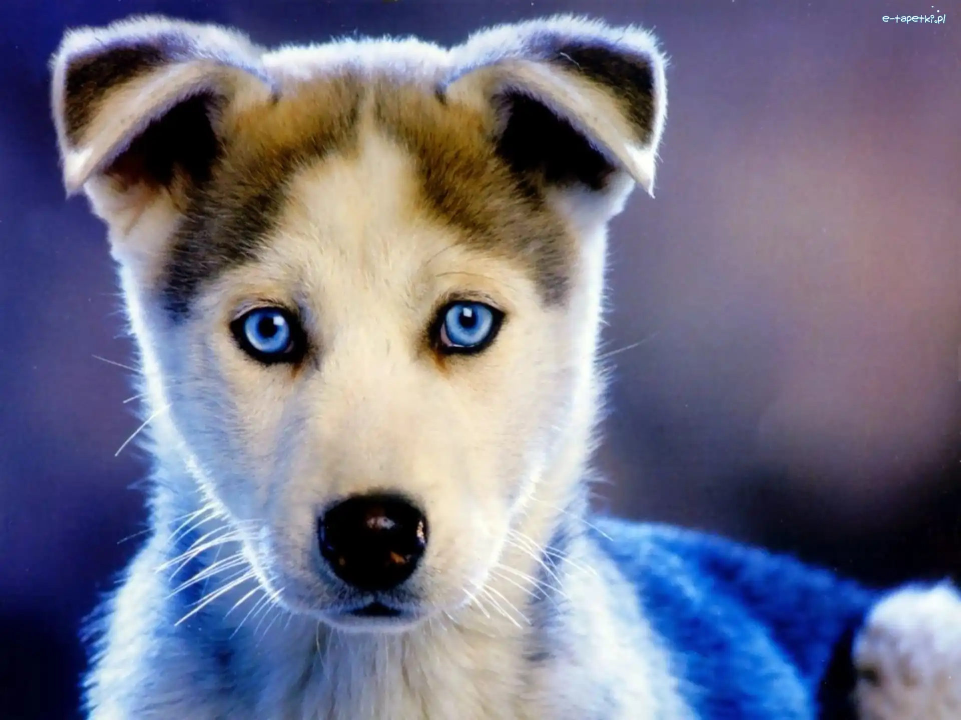 Pyszczek, Siberian Husky, Oczy, Szczeniak
