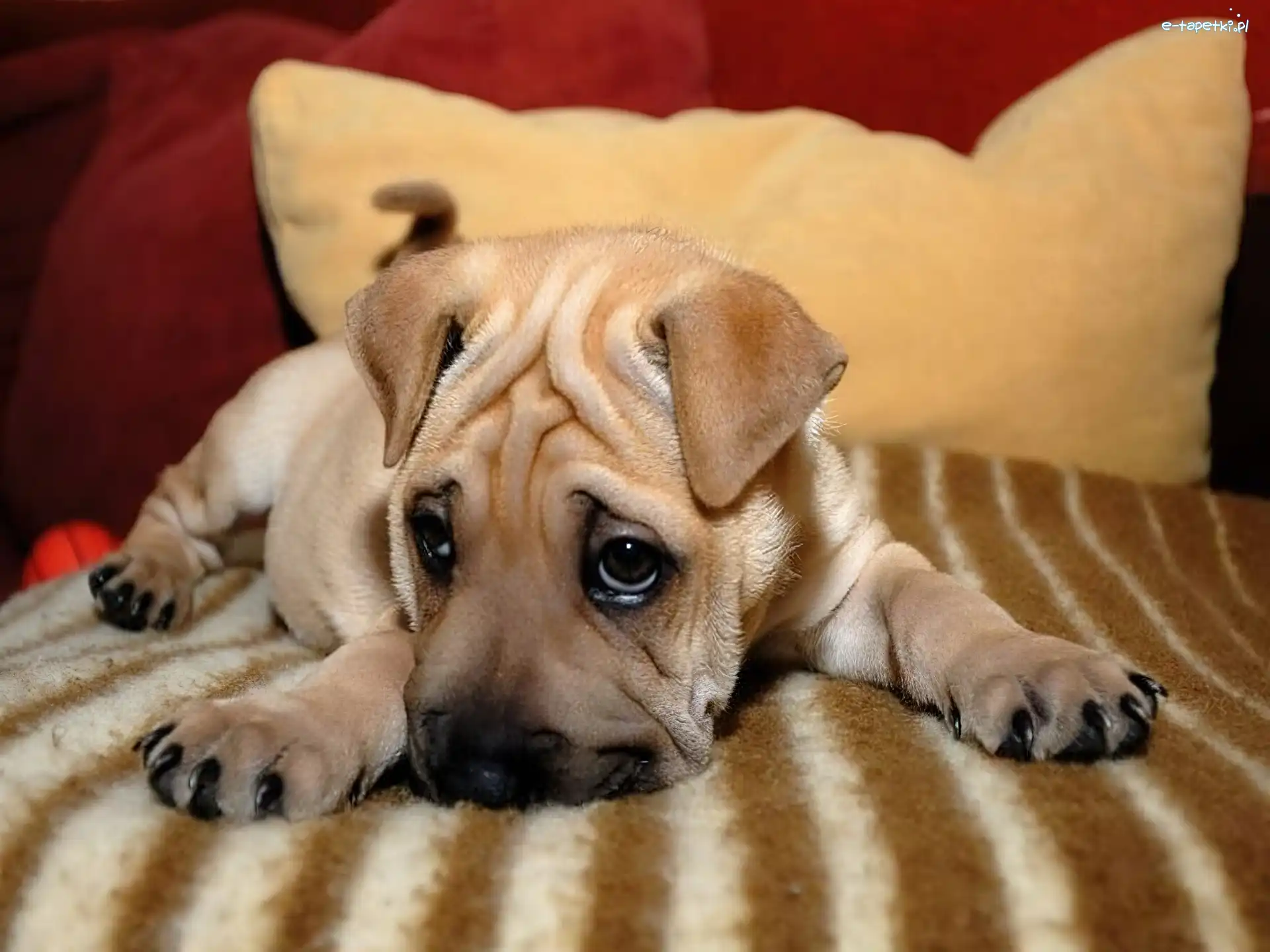 Shar Pei, Zmarszczki
