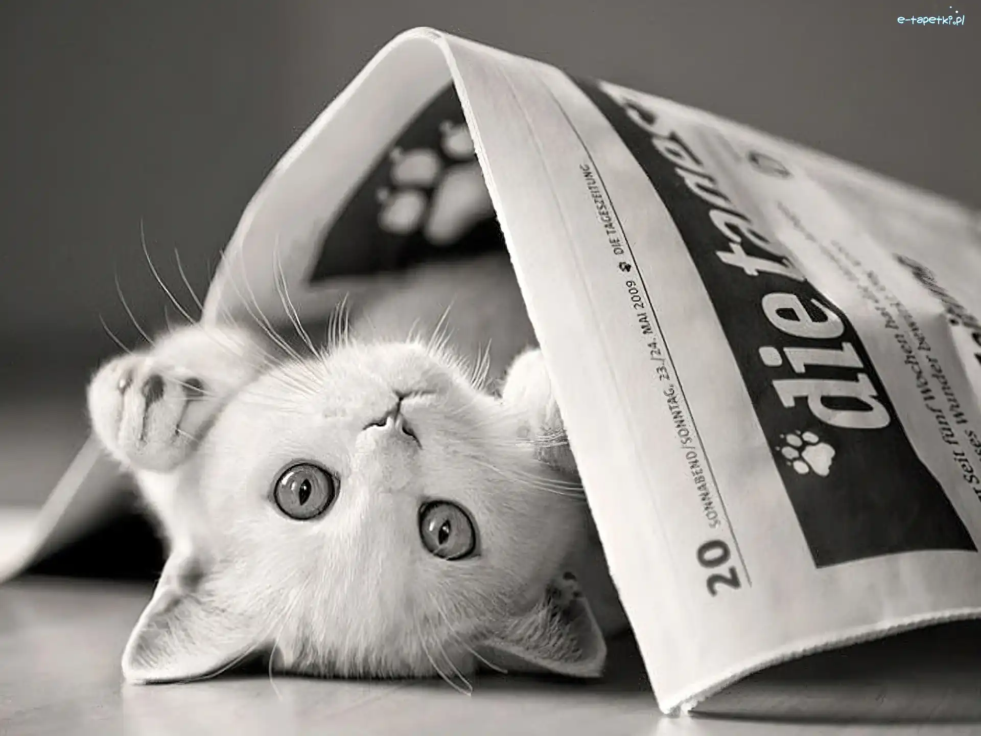 Gazeta, Kot