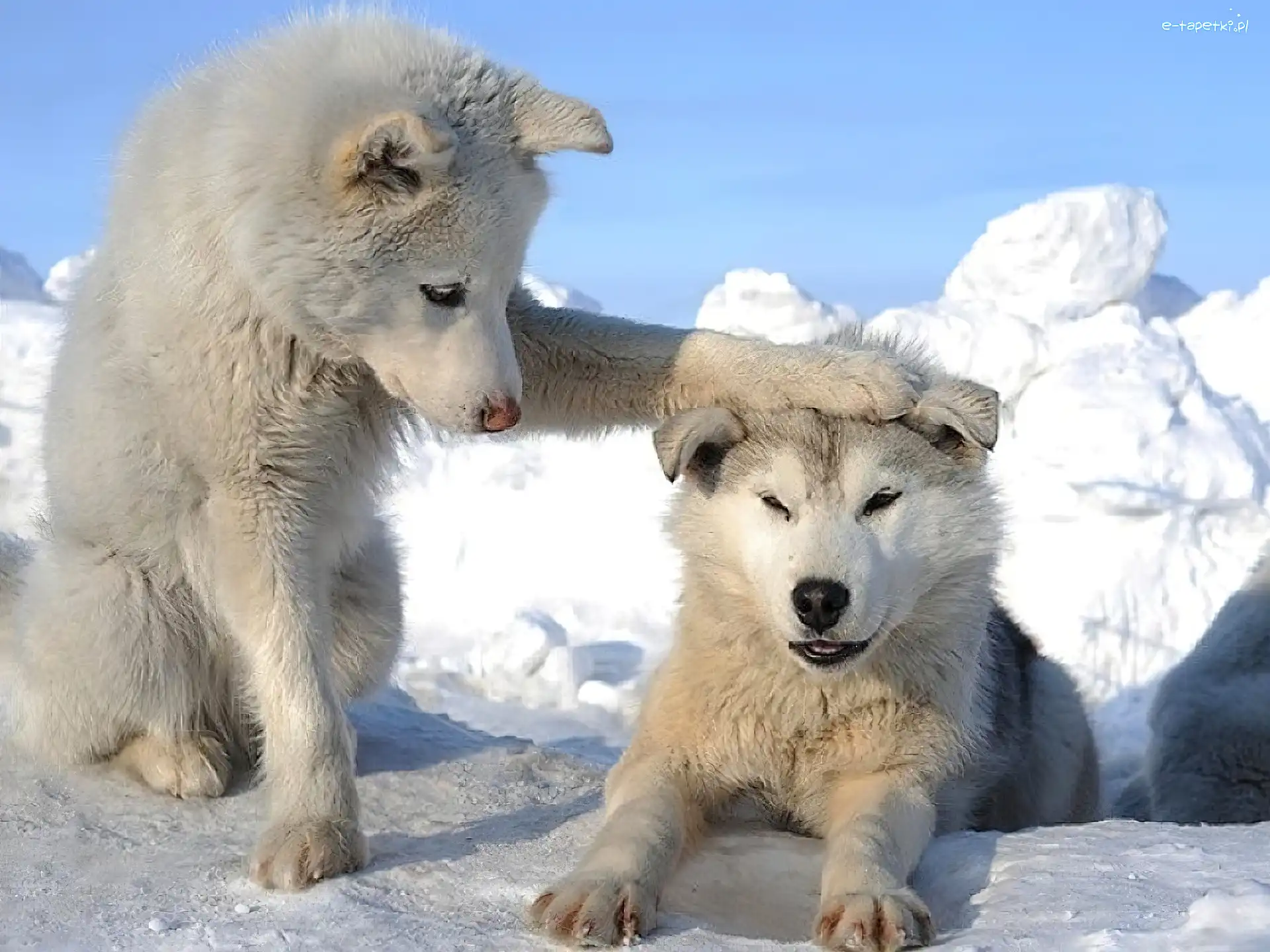 Alaskan, Psy, Dwa