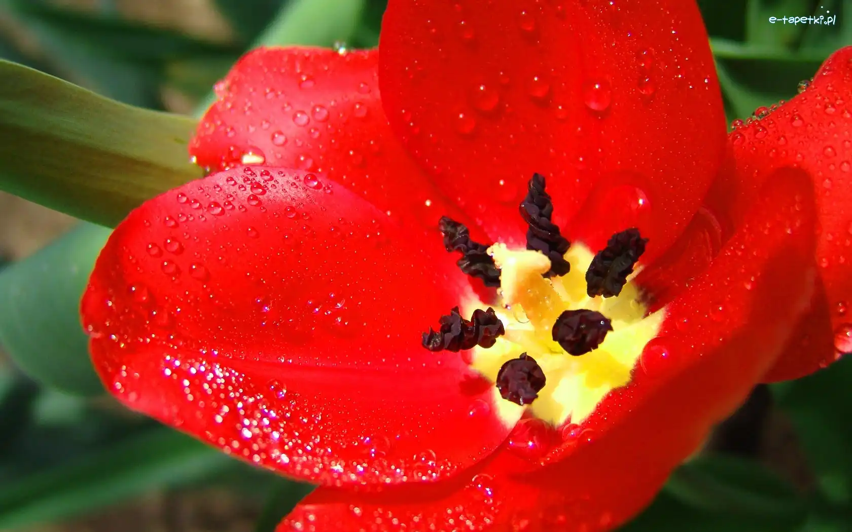 Rosa, Tulipan