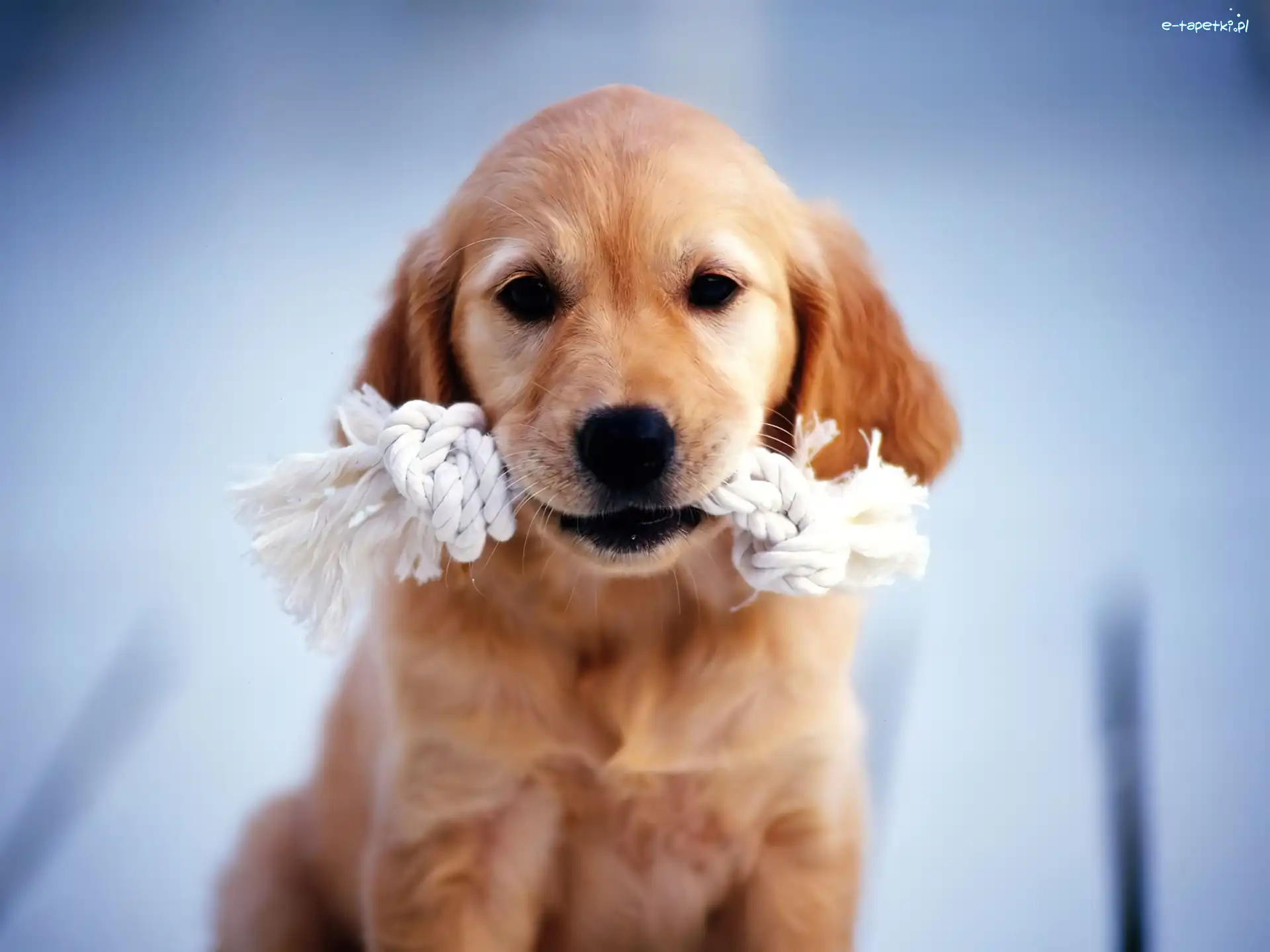 Pies, Zabawka, Pyszczek, Szczeniak, Golden retriever