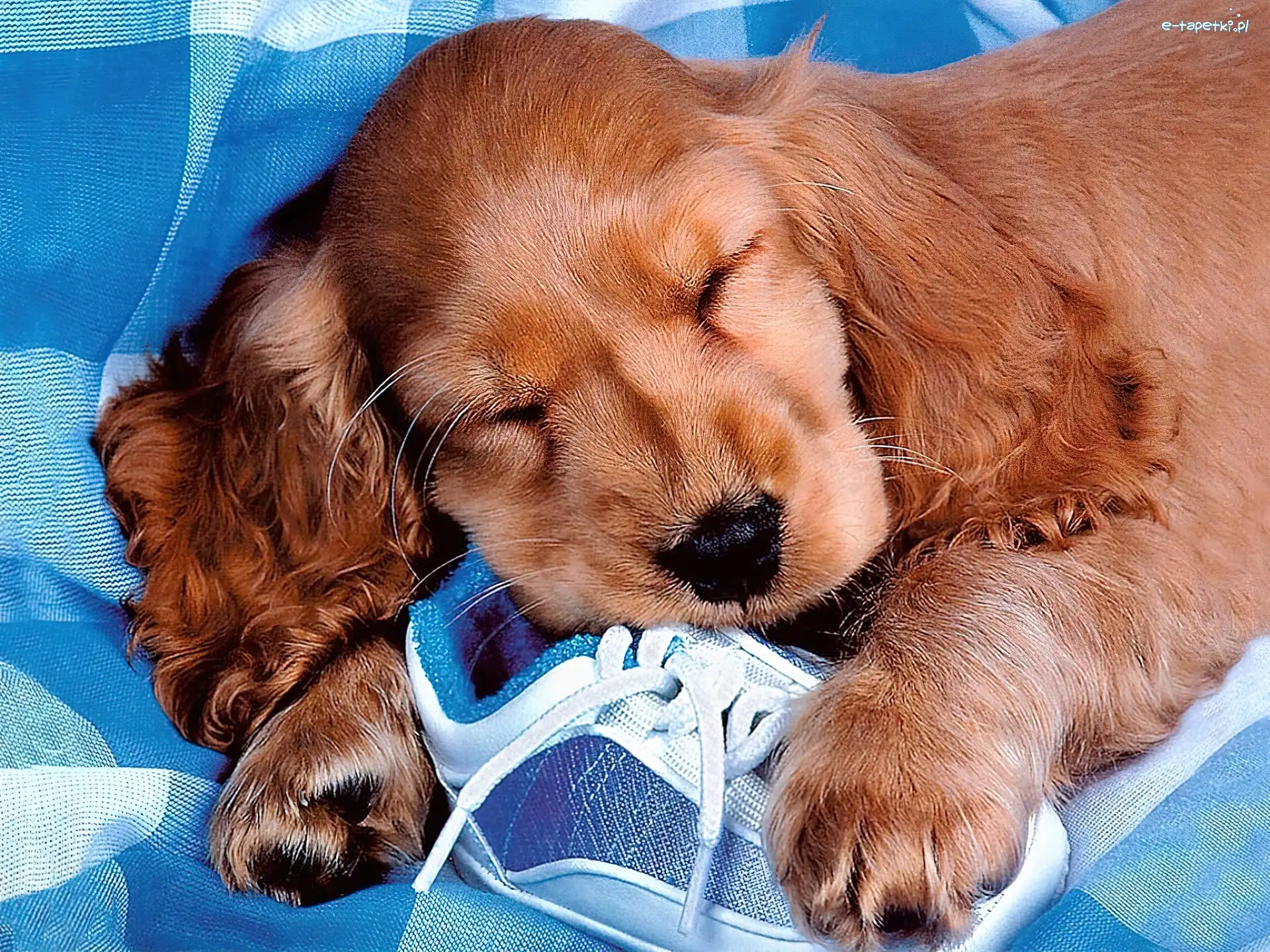 Sen, Cocker spaniel angielski, But, Pies
