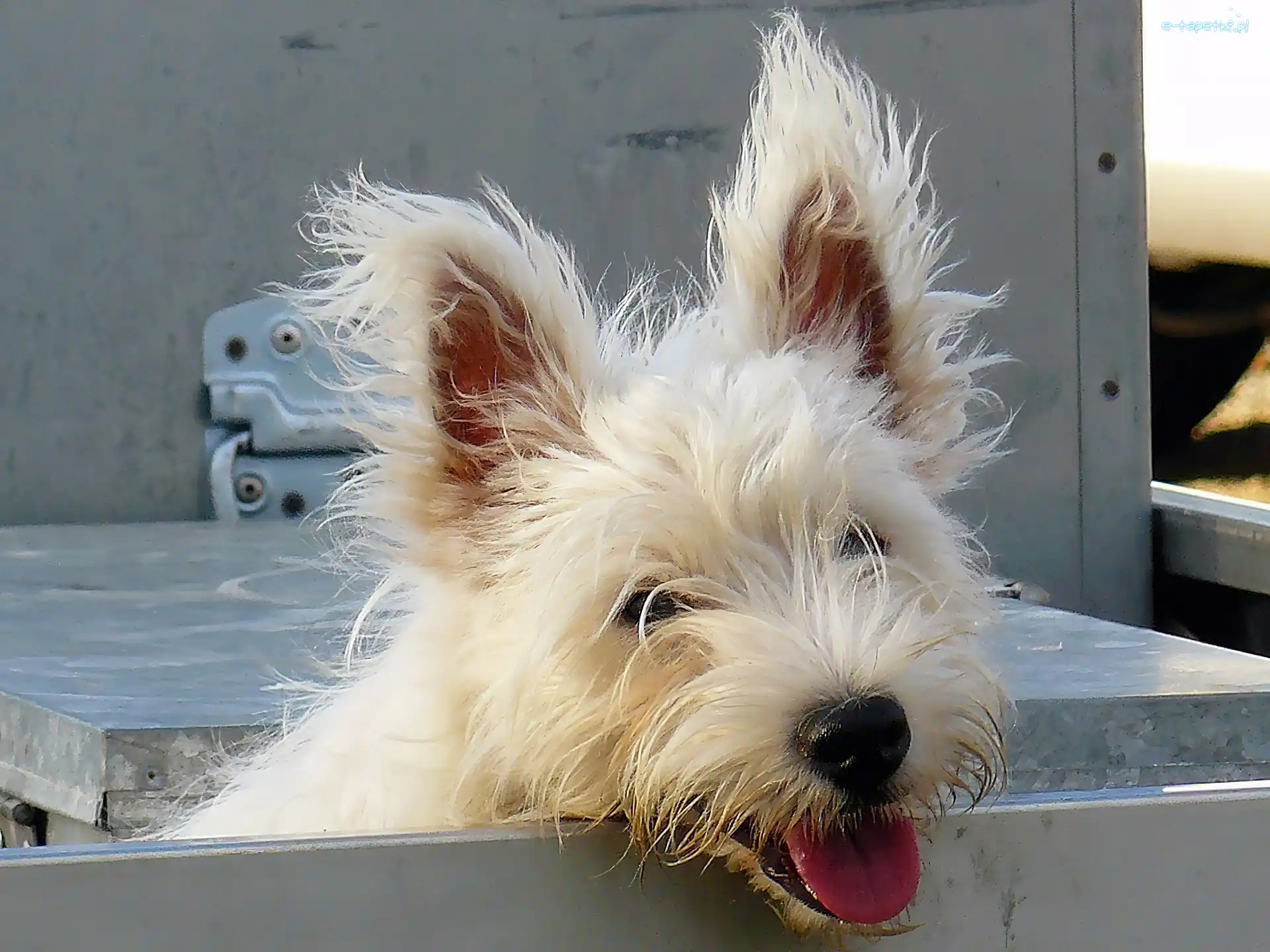 Pies, Duże, Pyszczek, Dandie Dinmont Terrier, Uszy