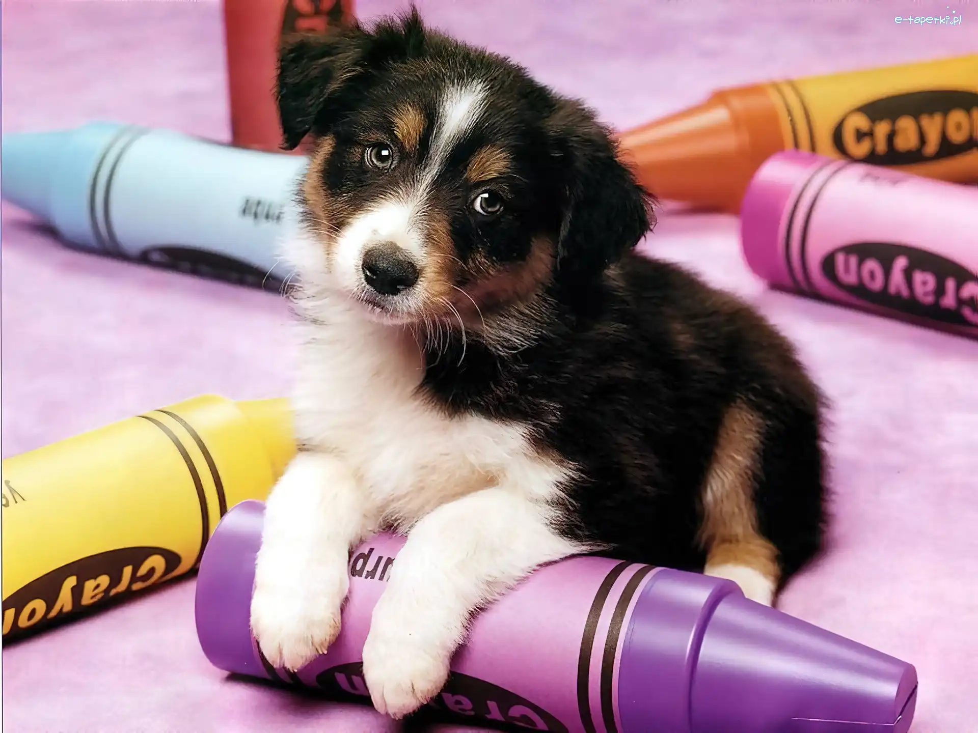 Kolorowe, Border Collie, Kredki, Pies