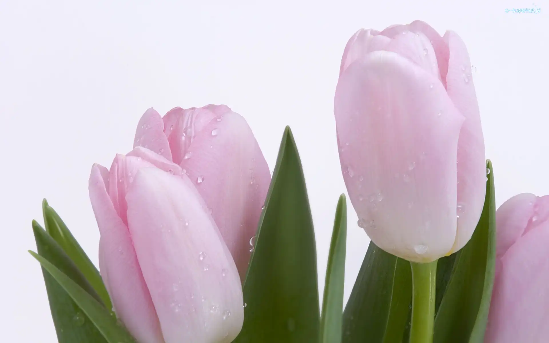 Tulipany, Różowe