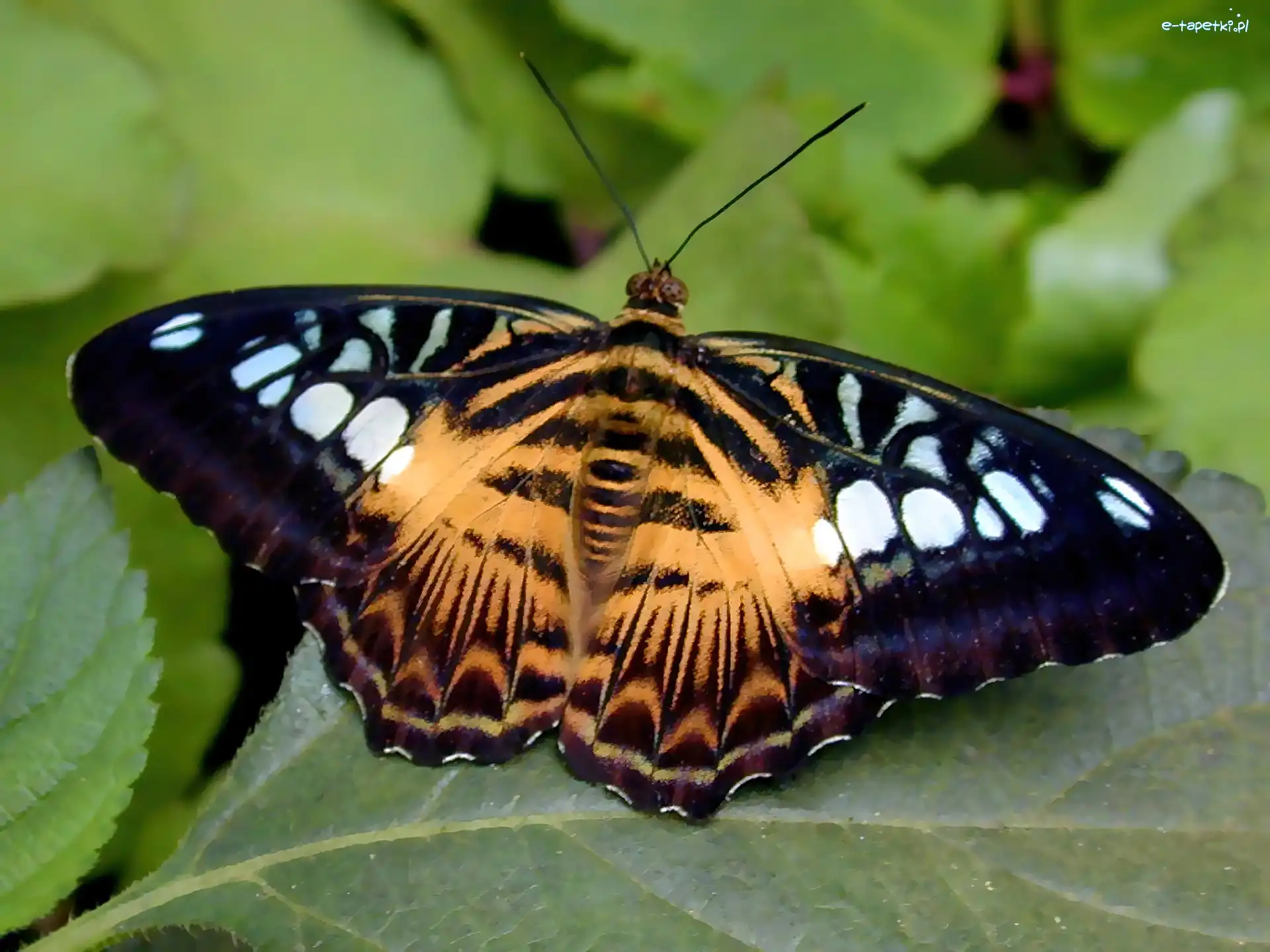 Tygrysi, Motyl