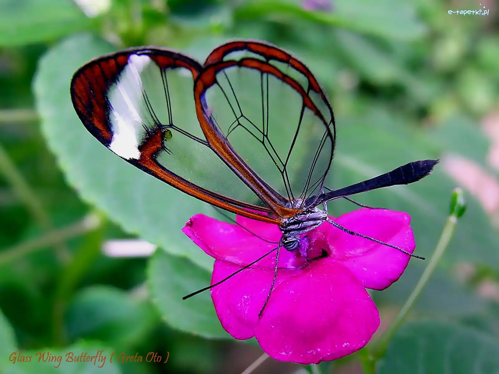 Kwiat, Greta Oto, Motyl, Amarantowy