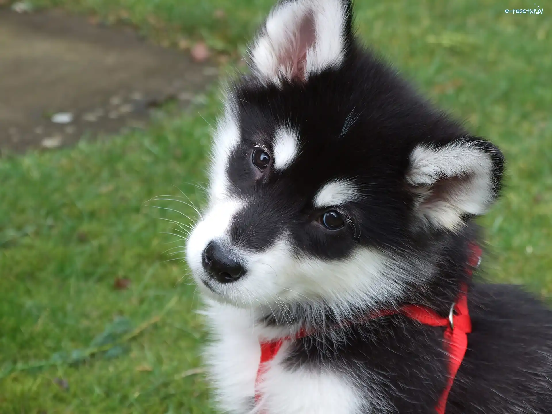 Siberian Husky, Szelki, Psiak