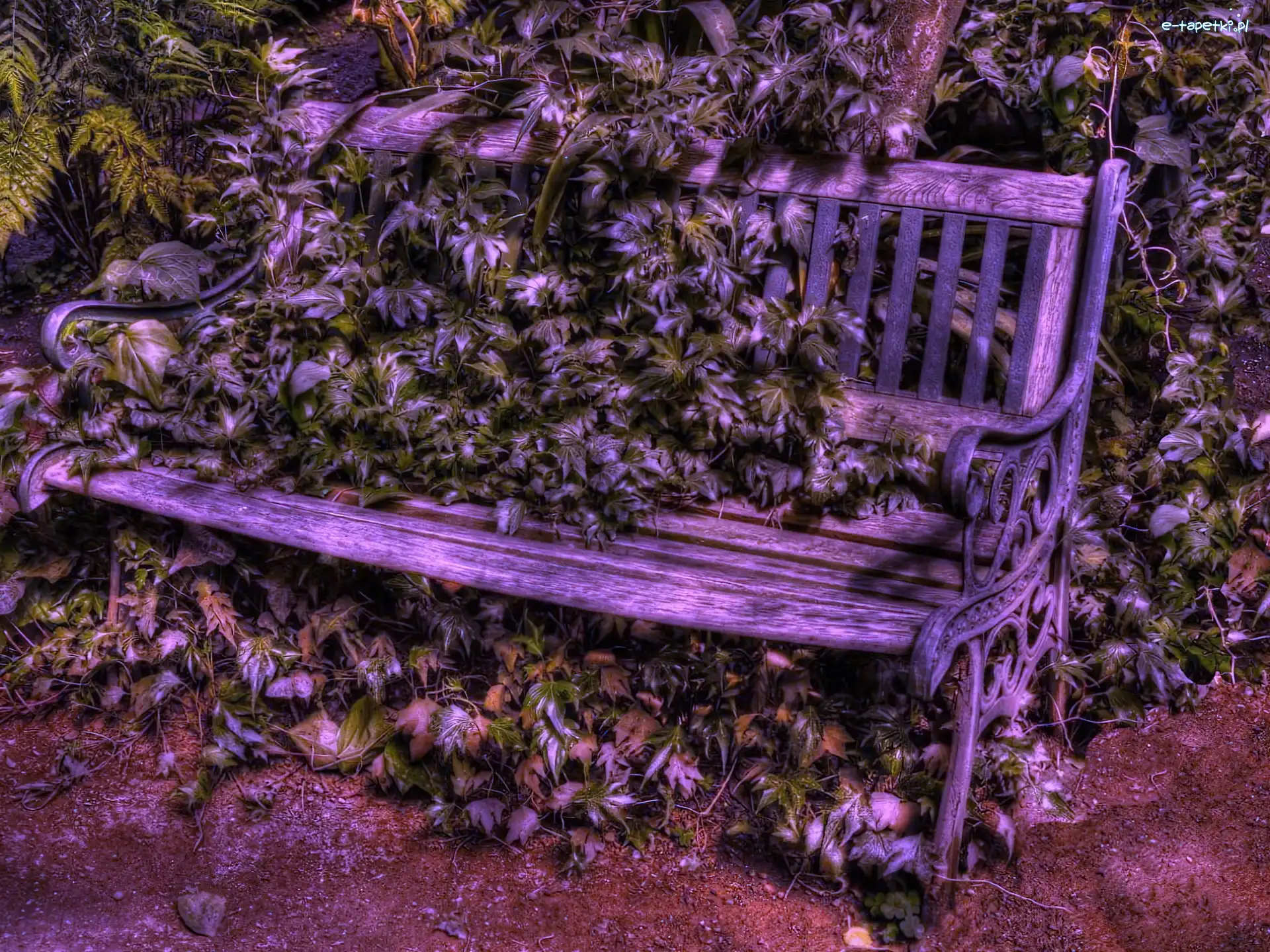 Bluszcz, Park, Ławka