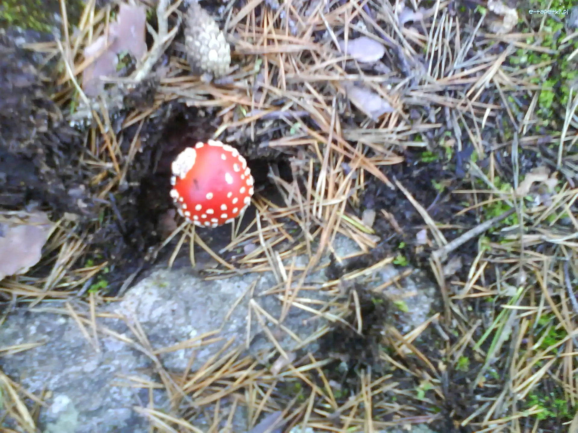 Igliwie, Muchomor