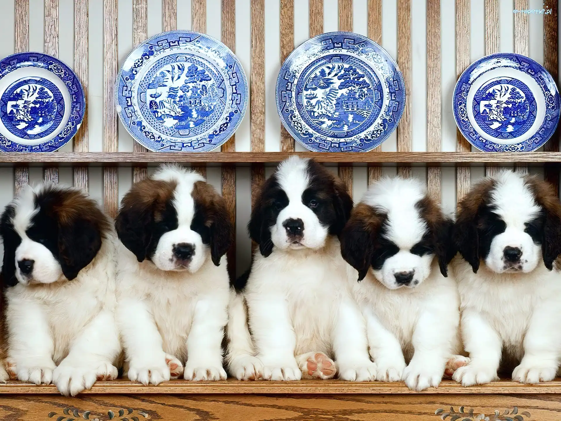 Porcelana, Bernardyn, Szczeniaki
