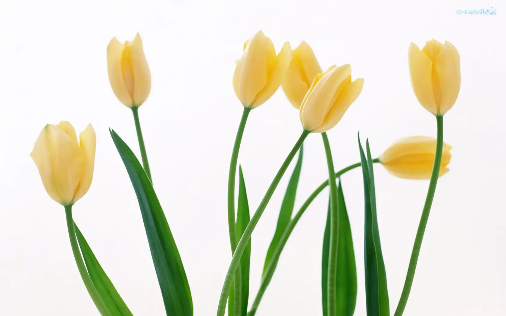 Tulipany, Żółte