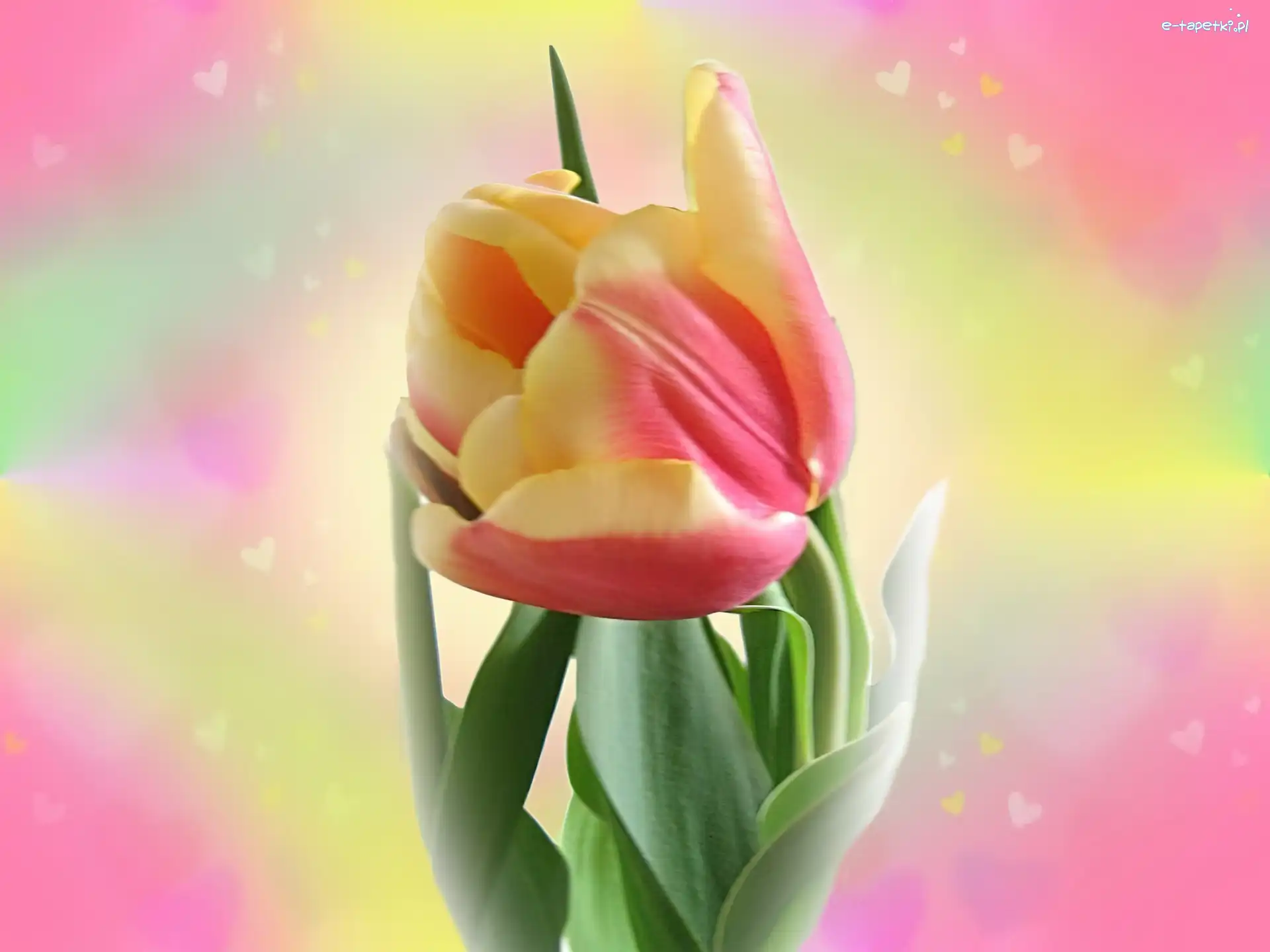 Tulipan, Dwukolorowy