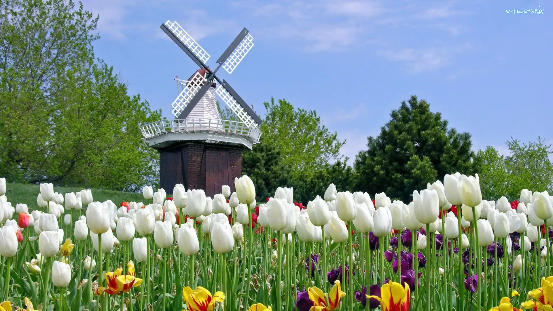 Wiatrak, Tulipany, Holenderskie