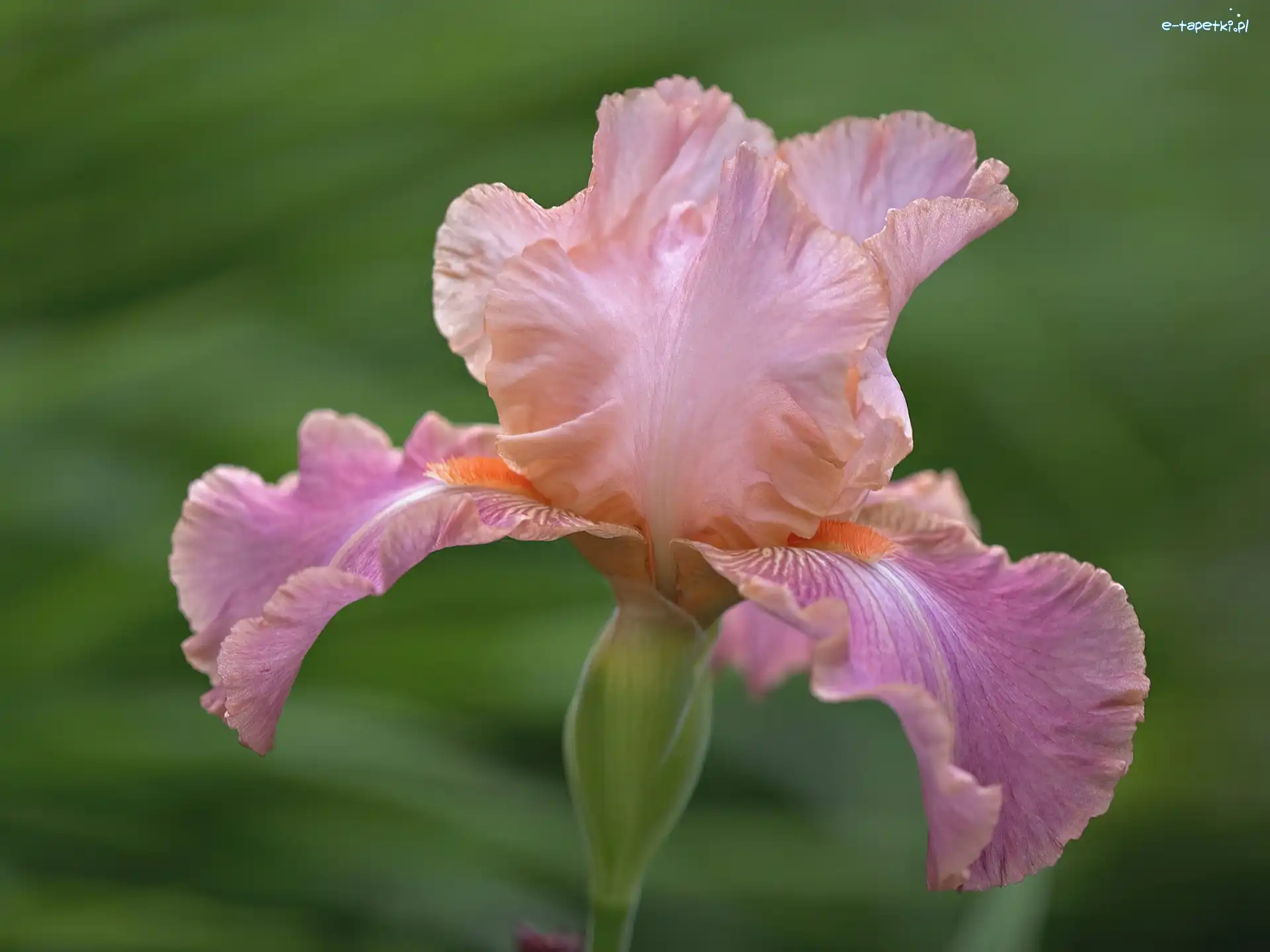 Irys, Liliowy