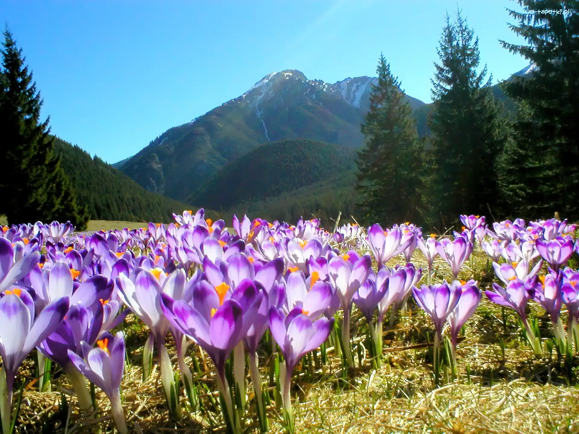 Tatry, Krokusy