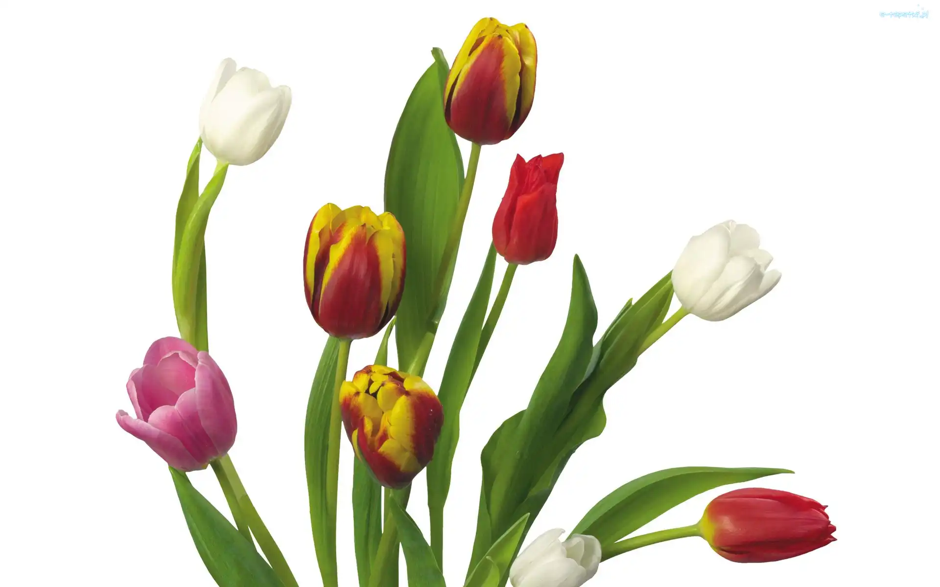 Tulipany, Kolorowe