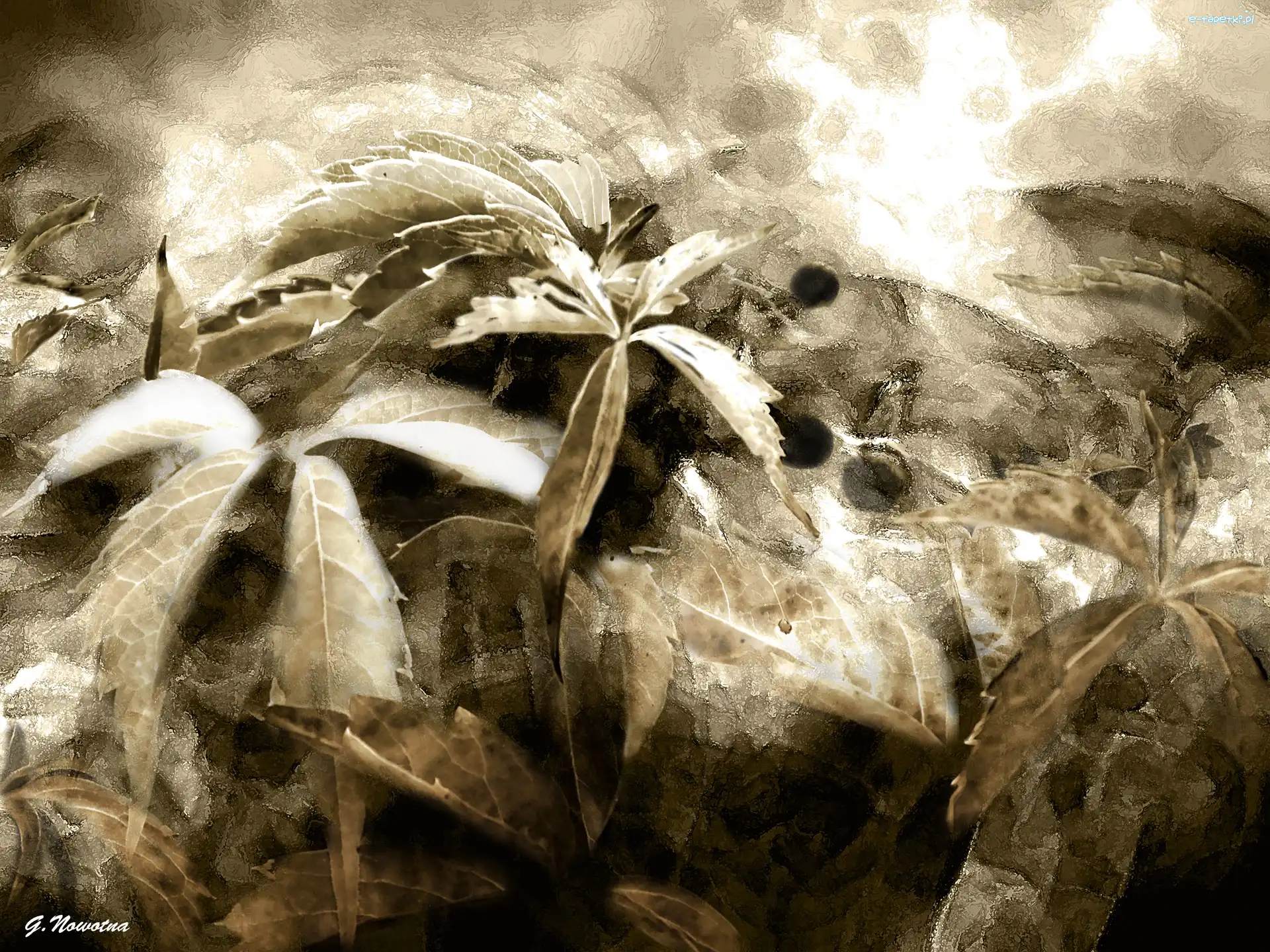 Sepia, Liście