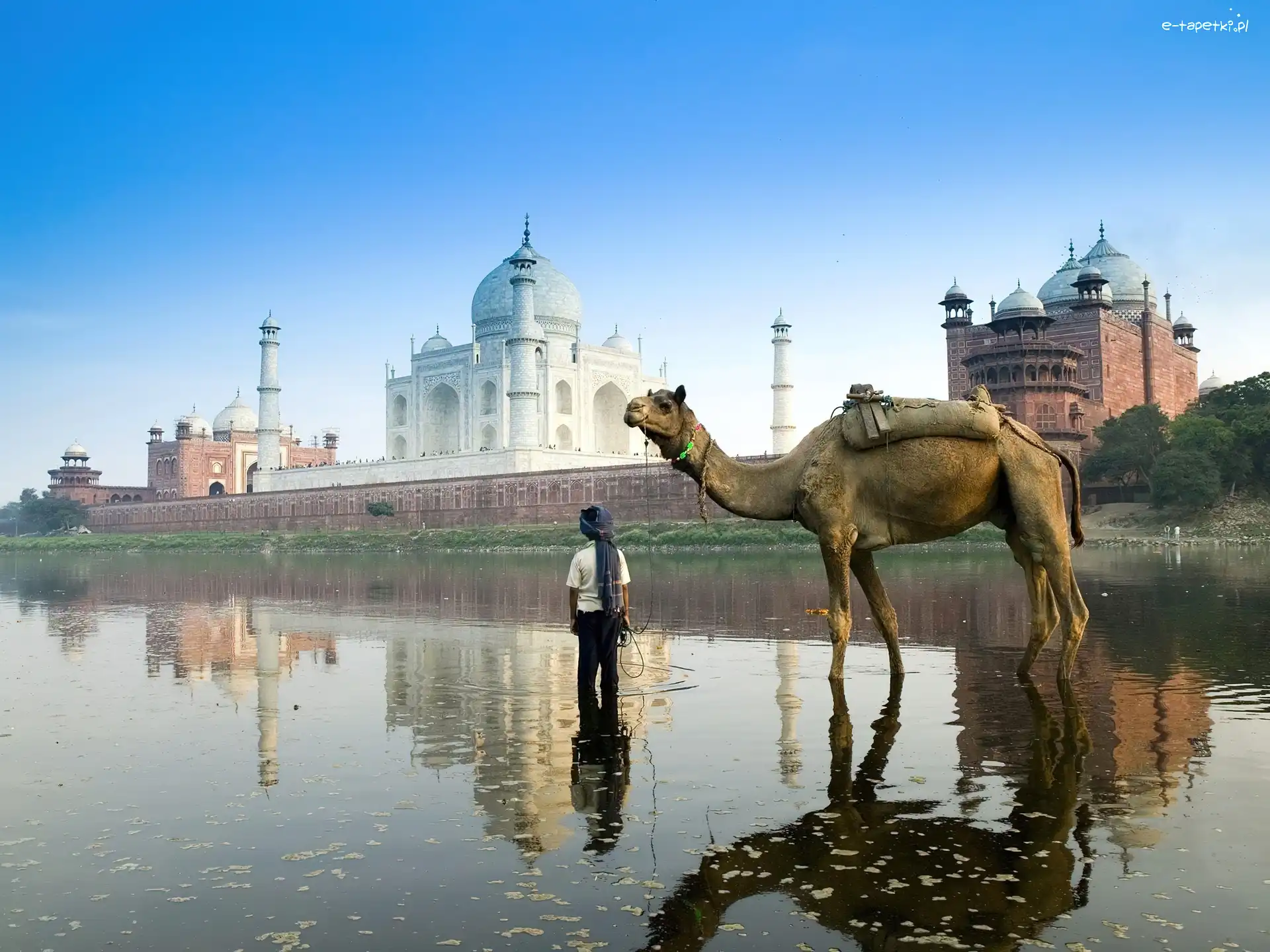 Indie, Agra, Wielbłąd