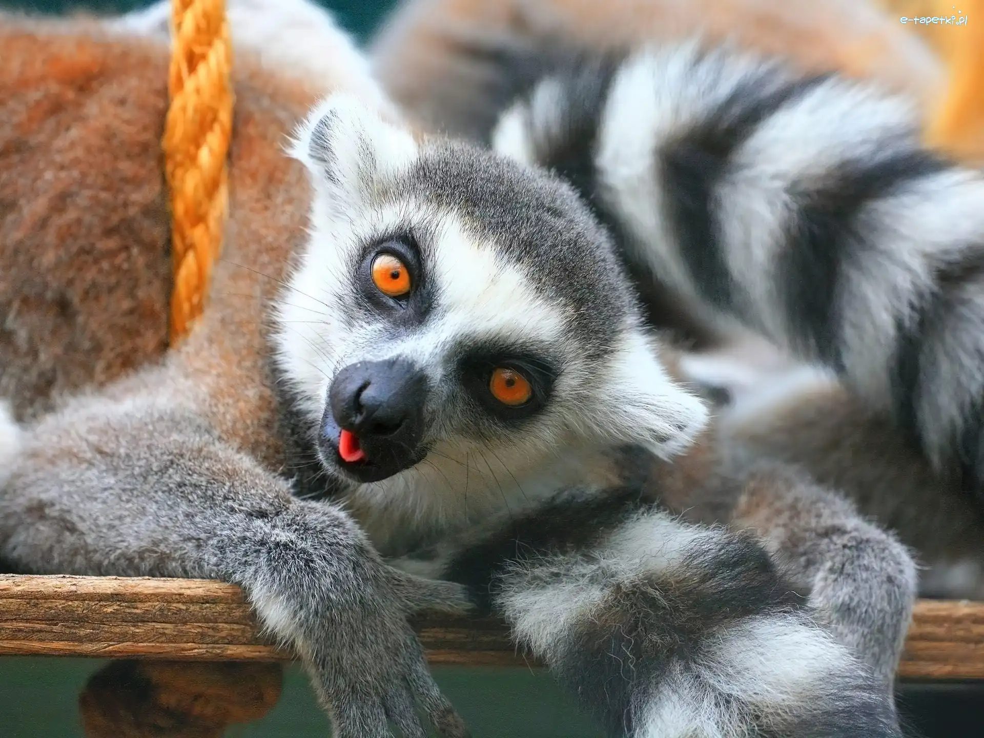 Huśtawka, Lemur