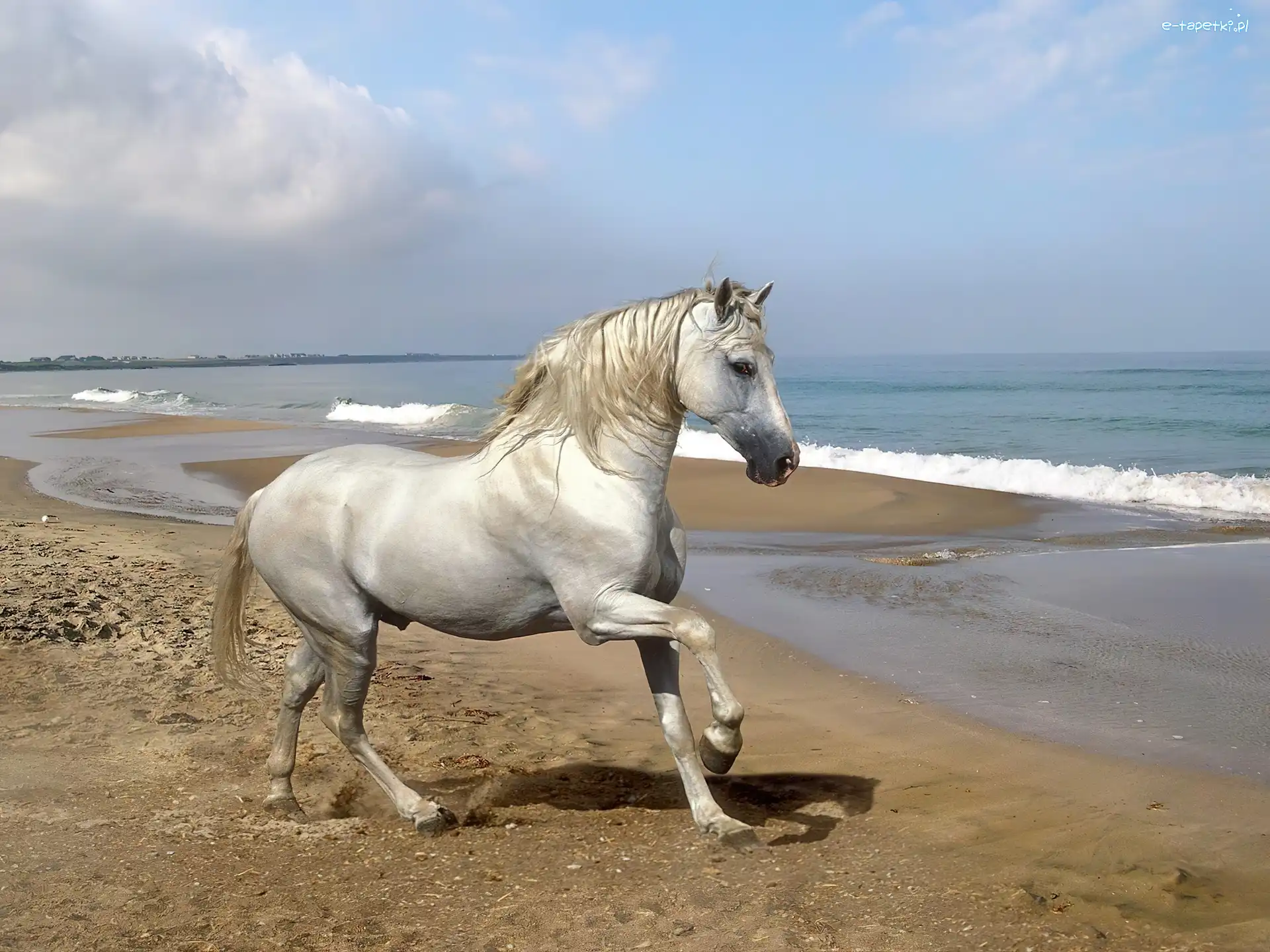 Morze, Plaża, Siwek