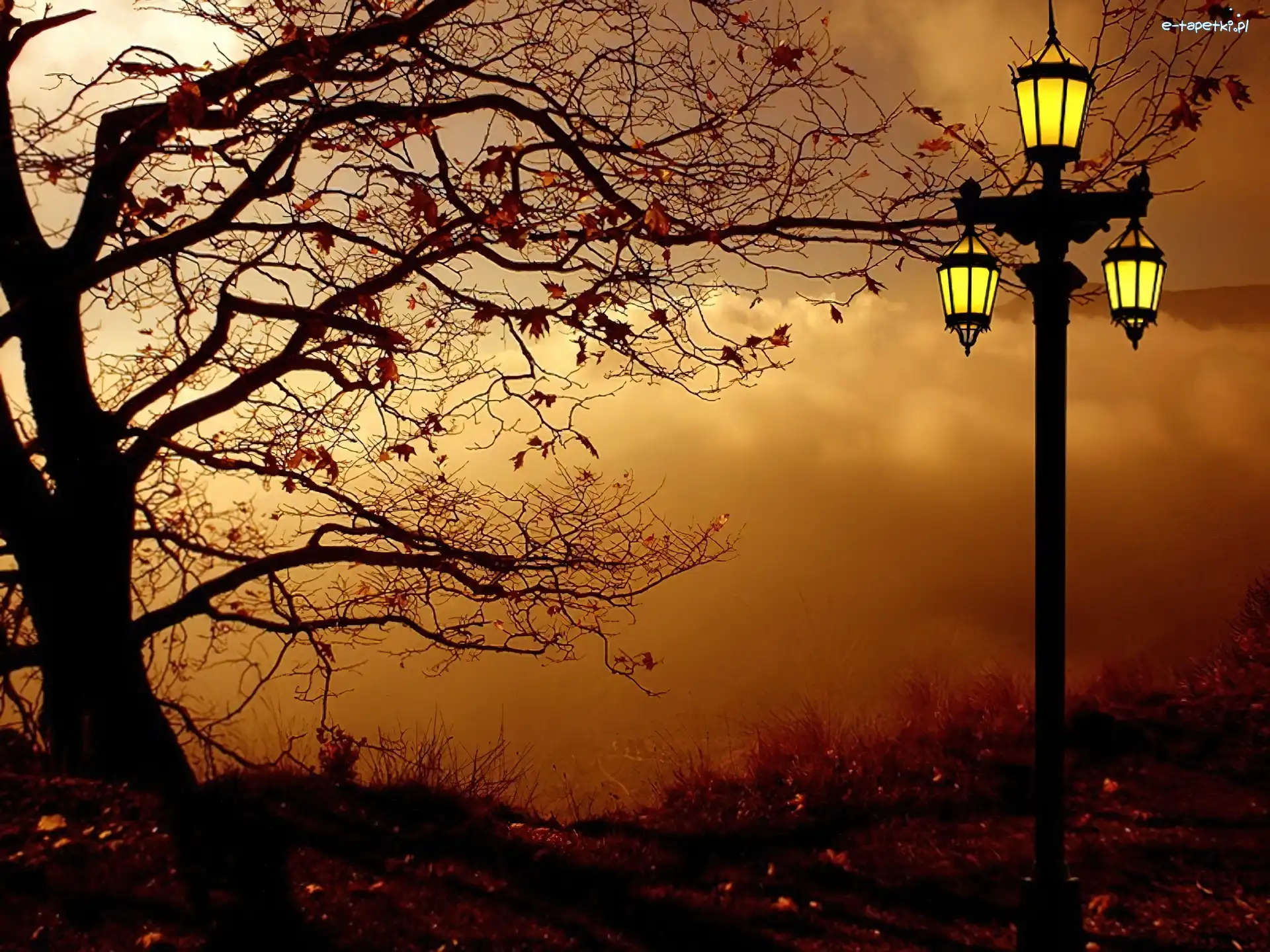 Lampa, Drzewo, Jesień