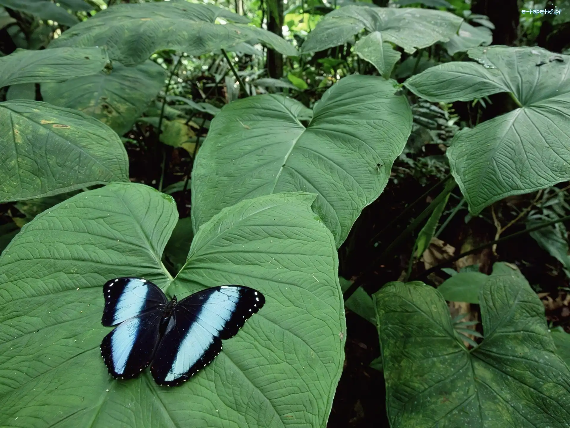 Liście, Duże, Motyl