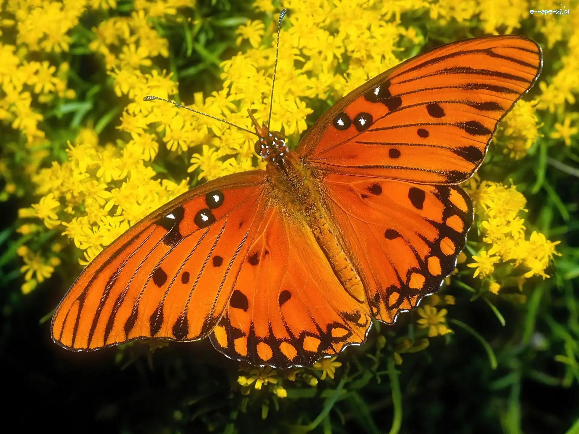 Motyl, Kwiaty, Żółte, Pomarańczowy