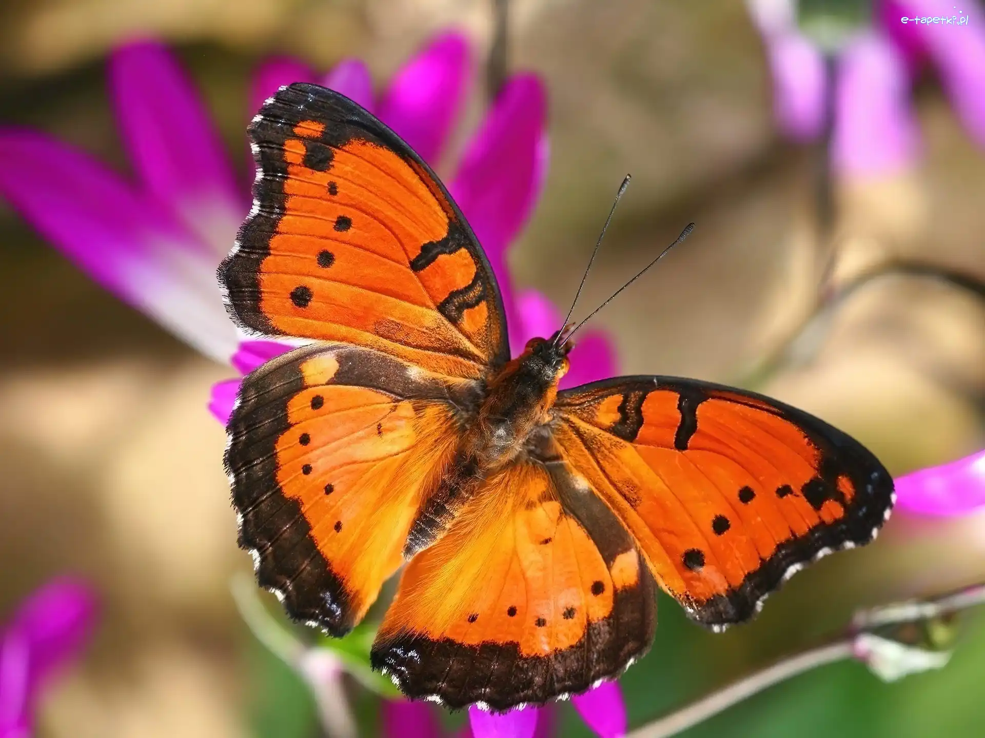 Motyl, Czarny, Pomarańczowo