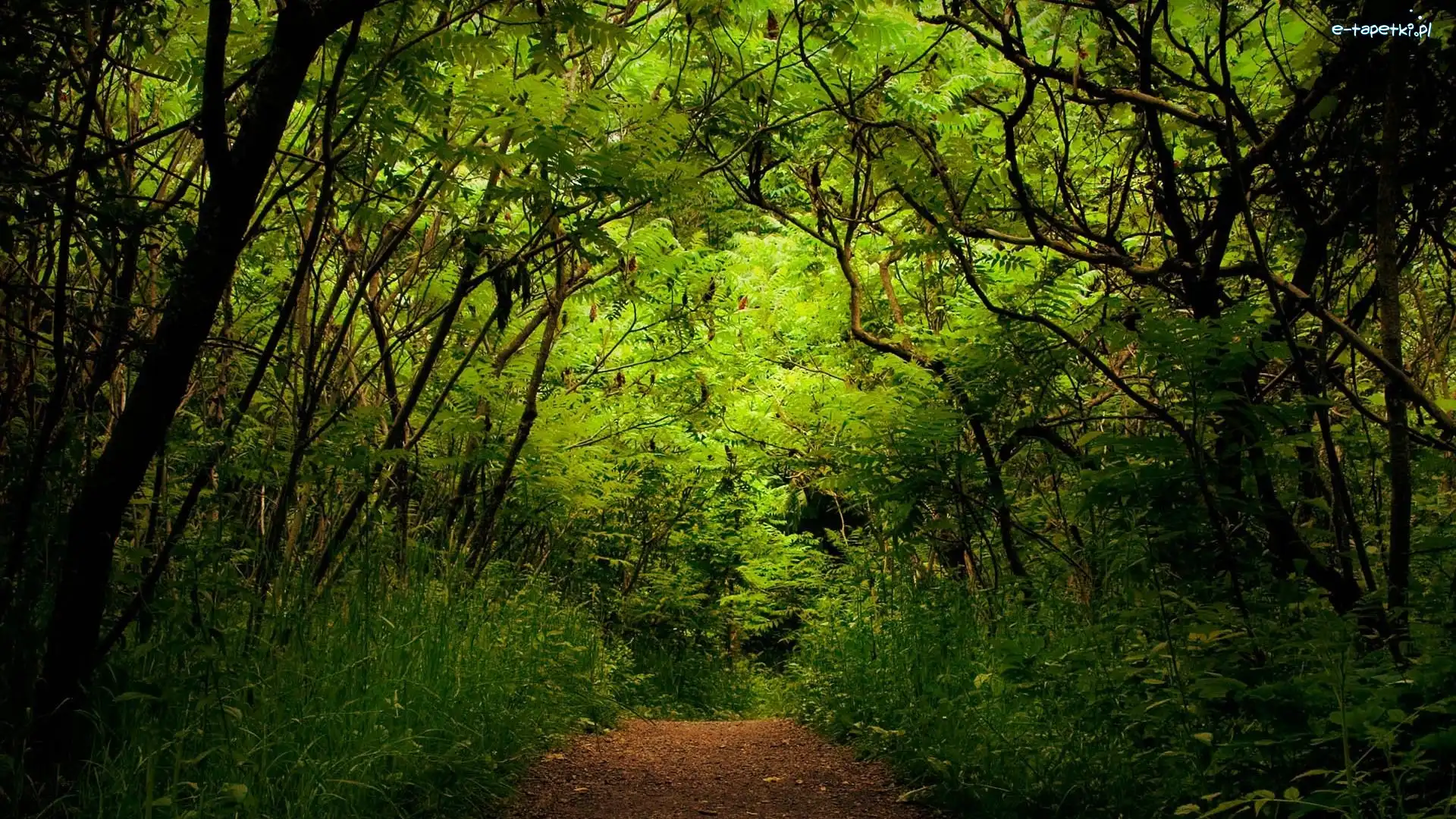 Zielone, Las, Drzewa, Gąszcz