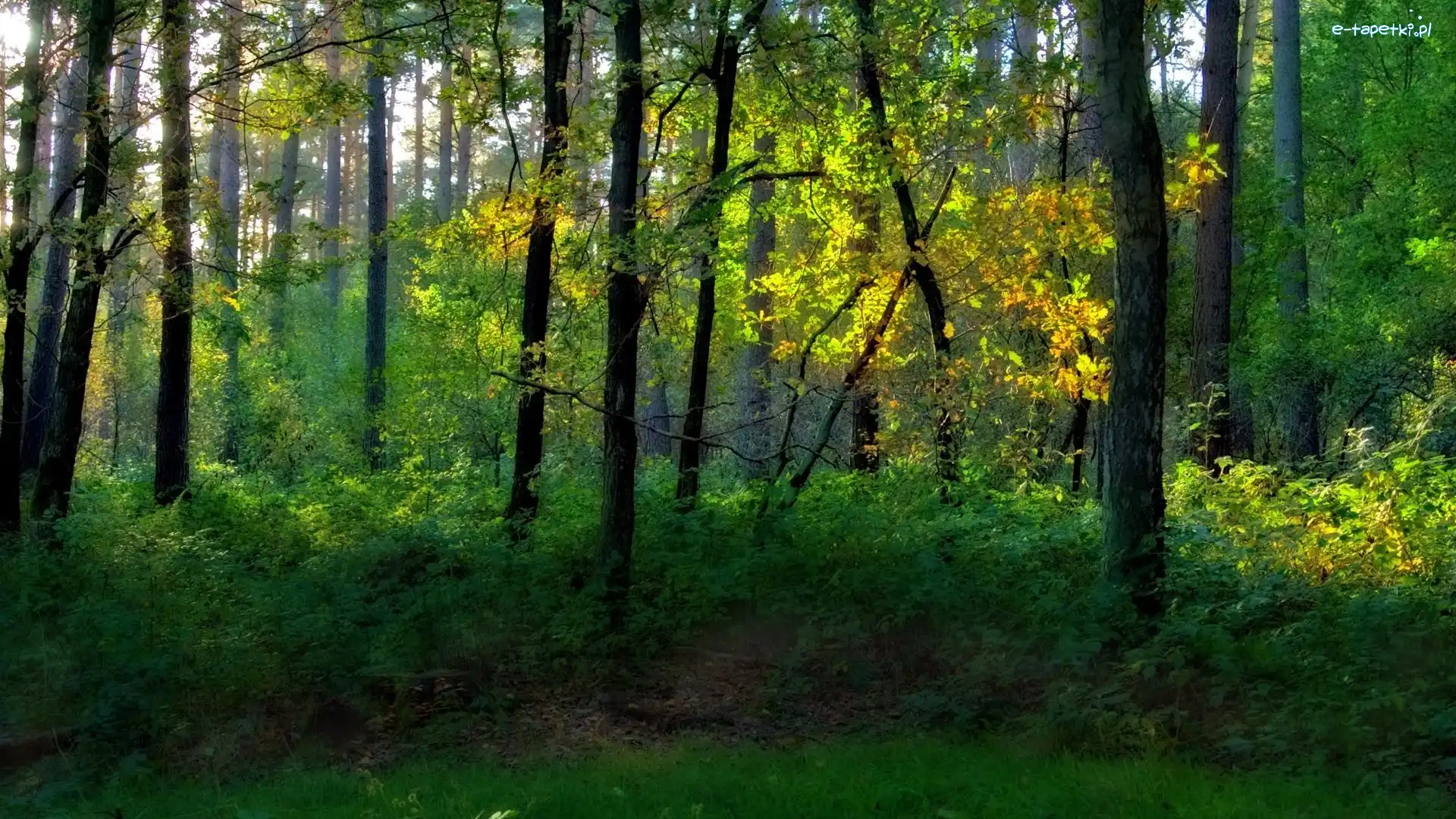 Zielone, Krzewy, Drzewa, Las