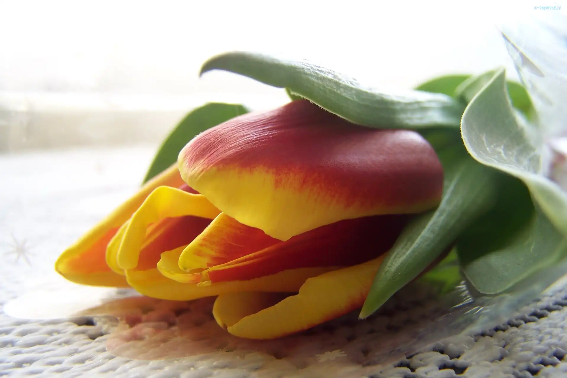 Obrus, Tulipan