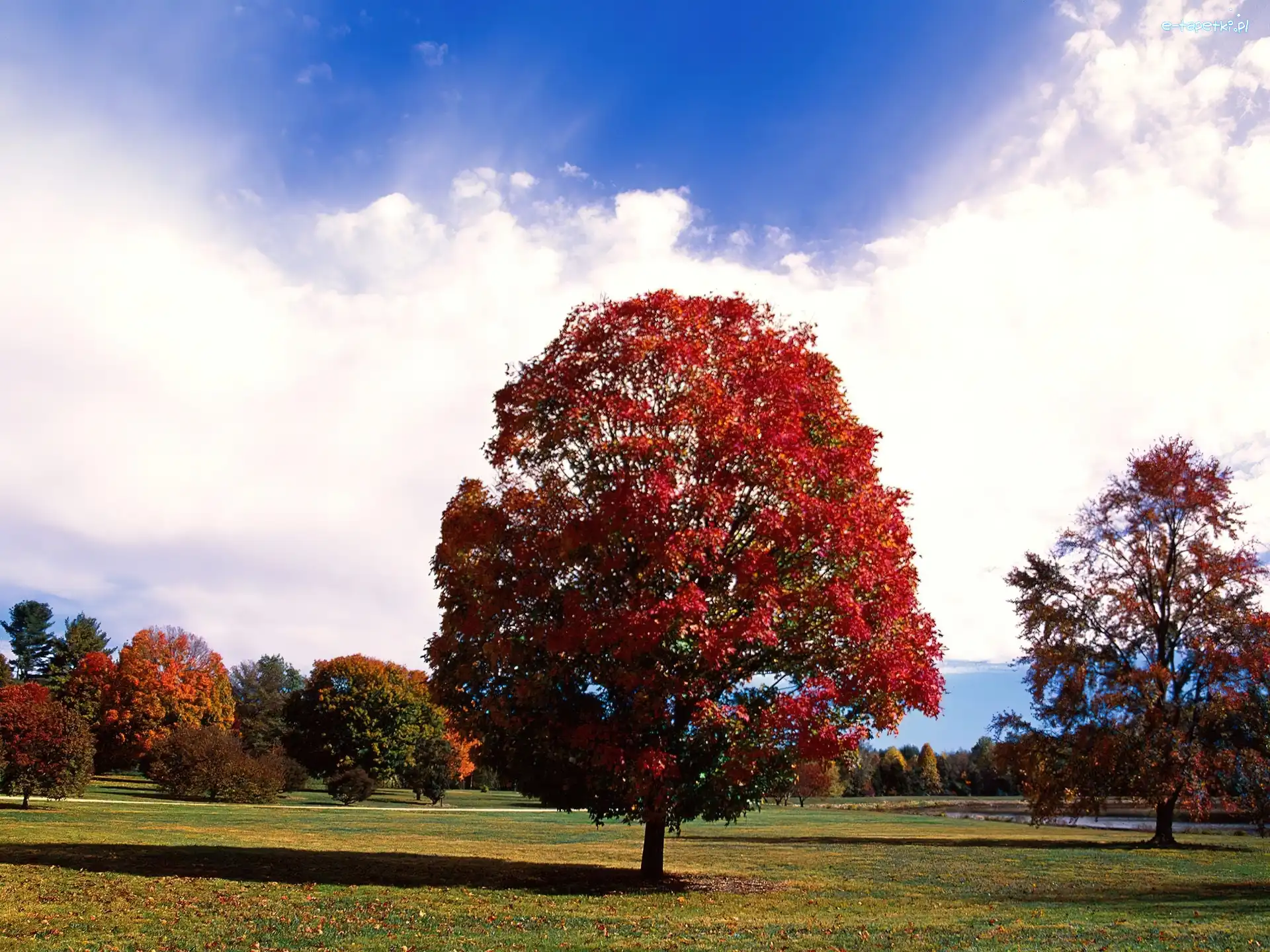 Park, Drzewo, Czerwone