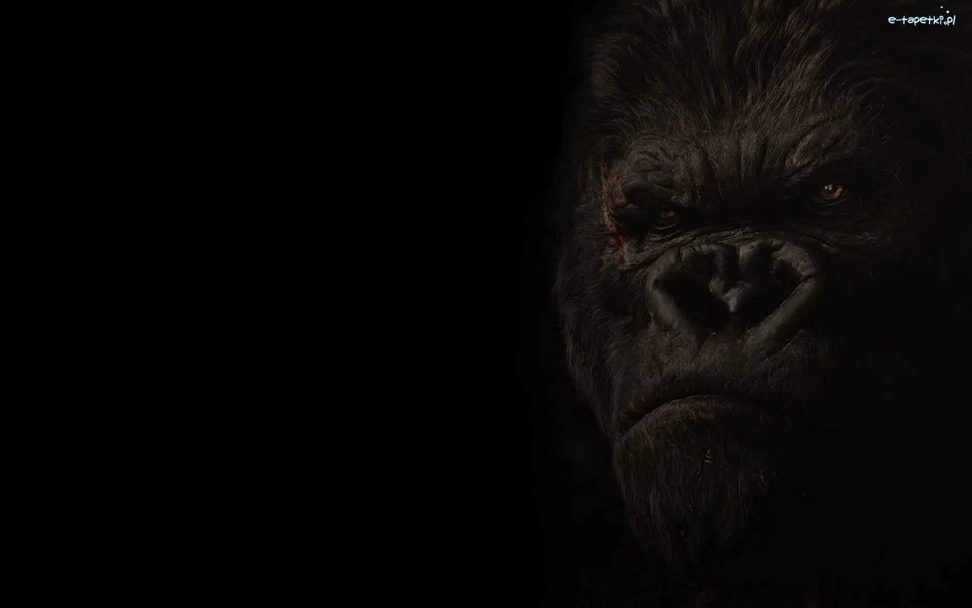 King-Kong