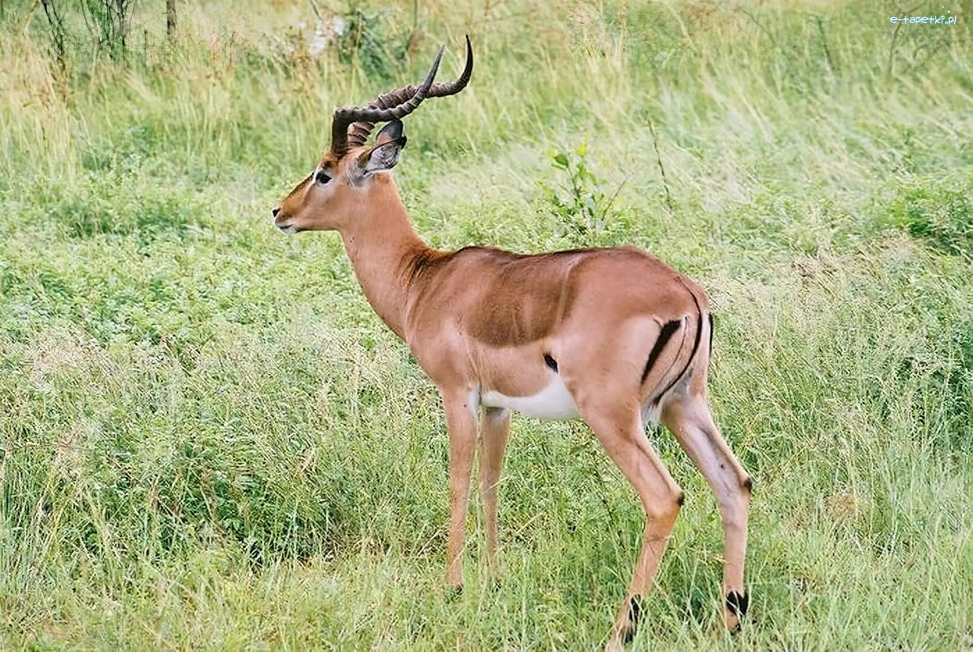 Impala