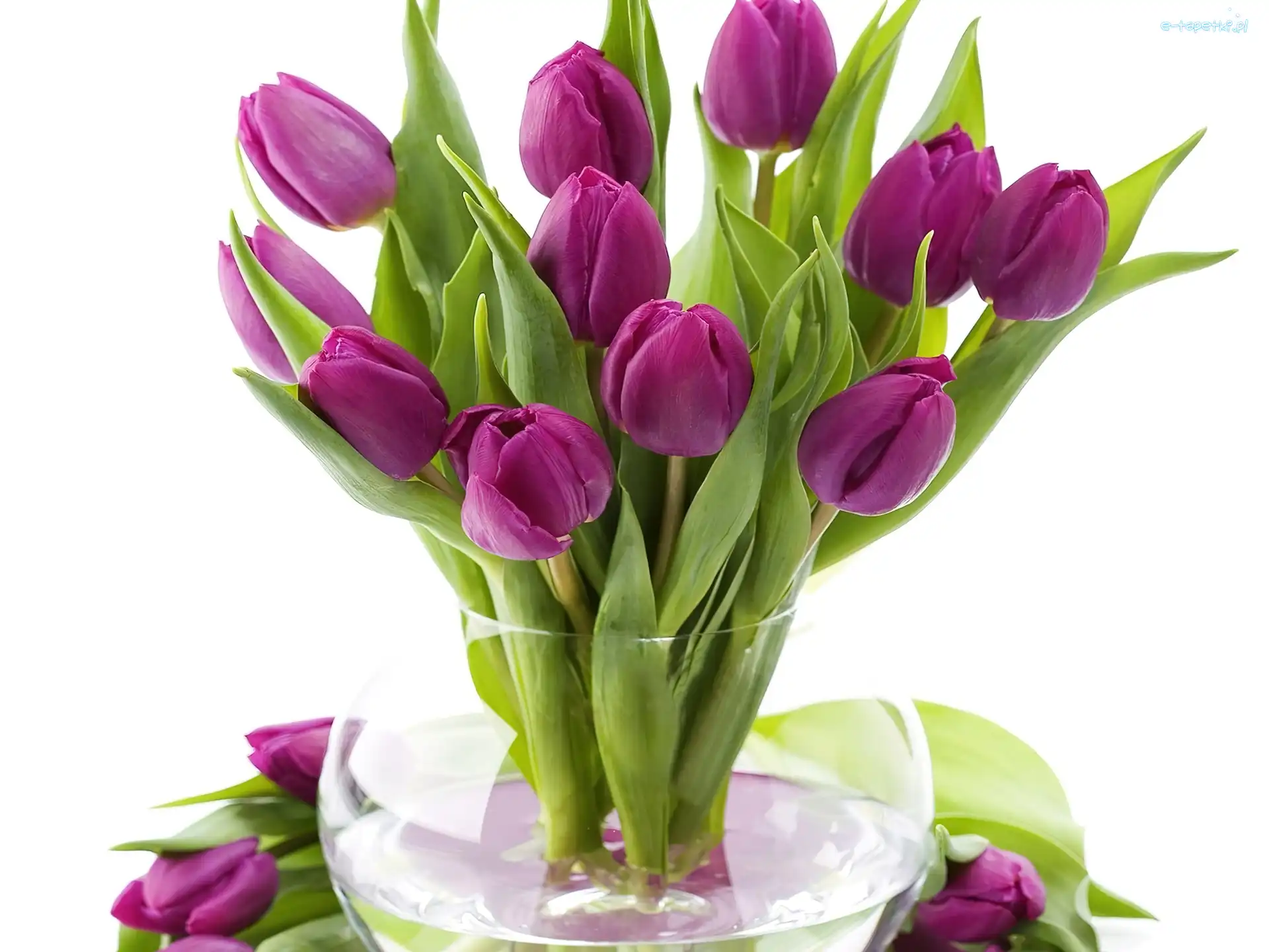 Wazon, Tulipany, Fioletowe