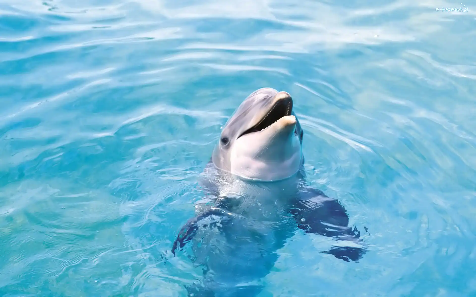 Woda, Błękitna, Delfin