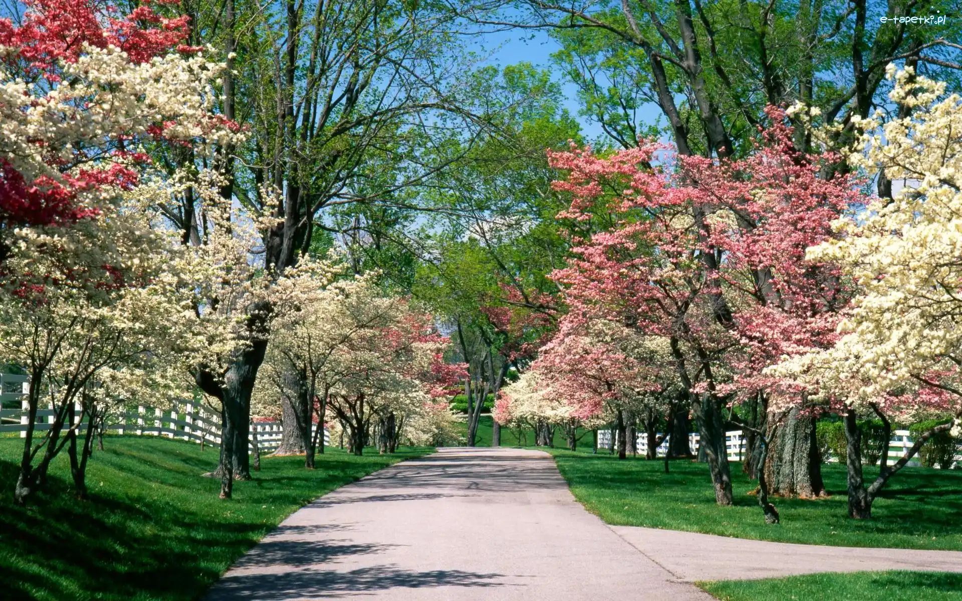 Park, Biało, Wiosna, Drzewa, Różowe