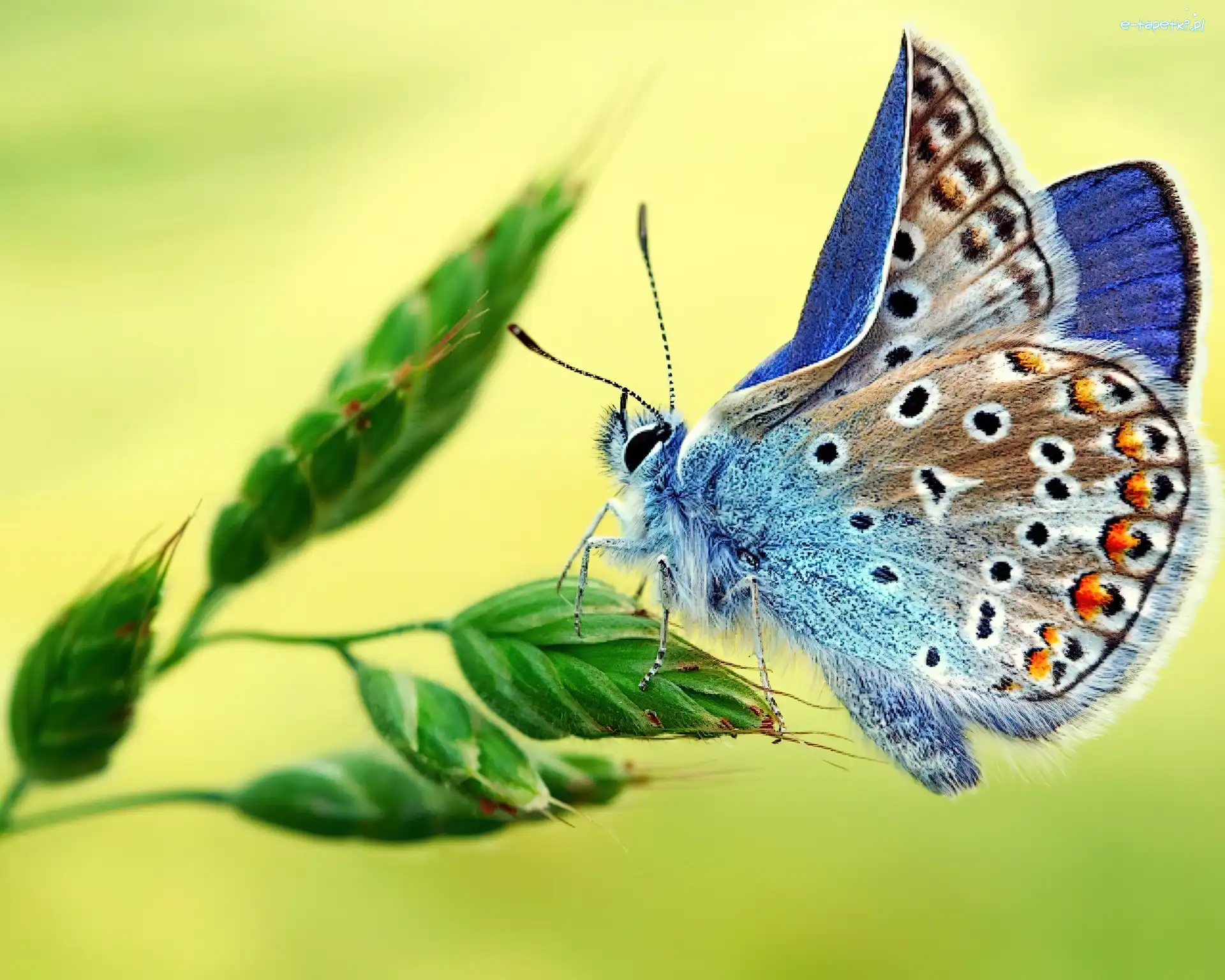 Motyl, Trawa, Modraszek ikar, Kolorowy